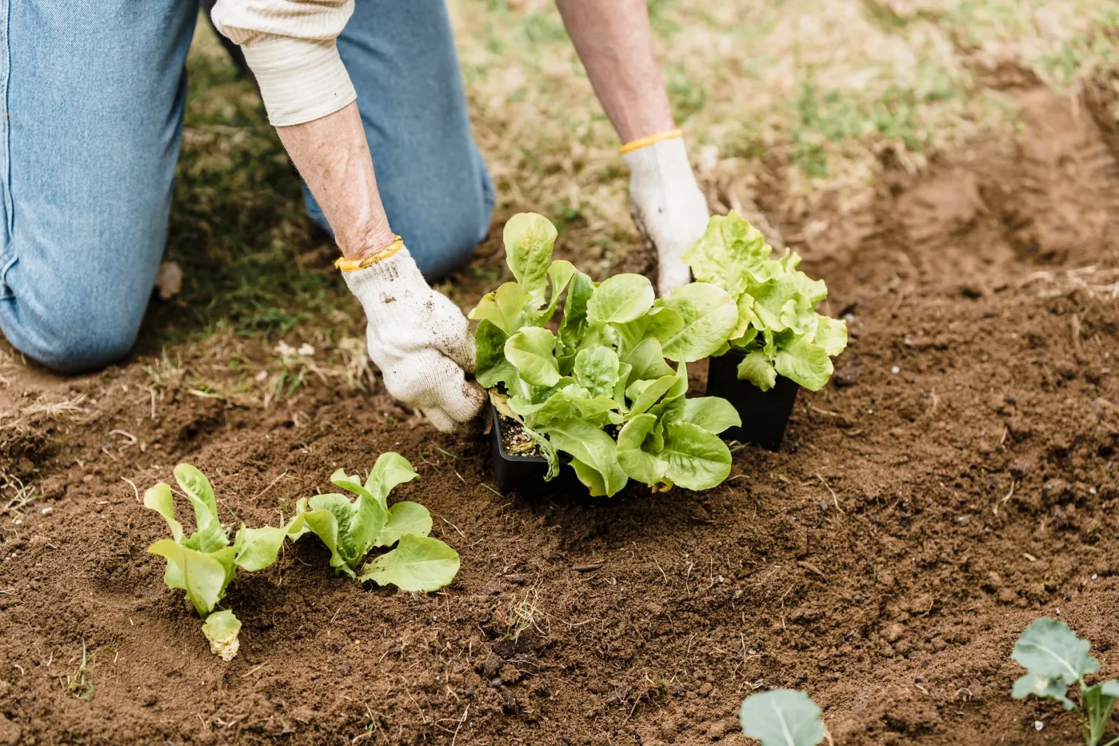 potager pour débutant