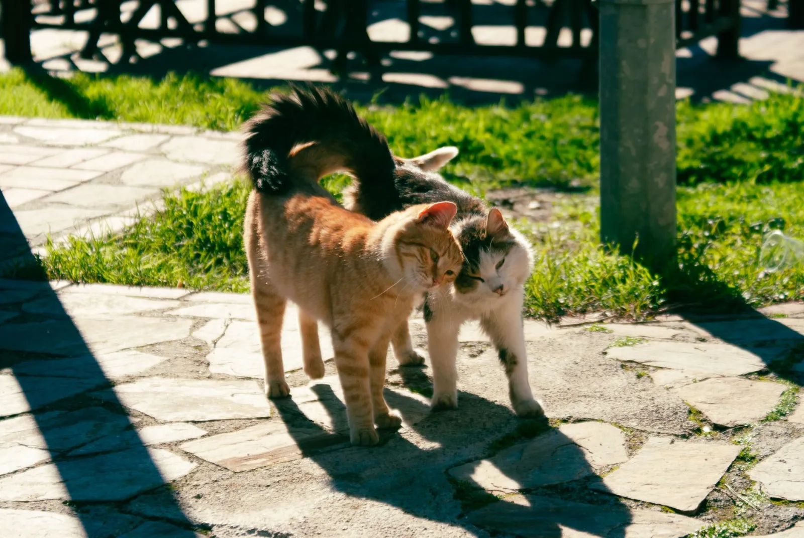 queue de chat qui remue