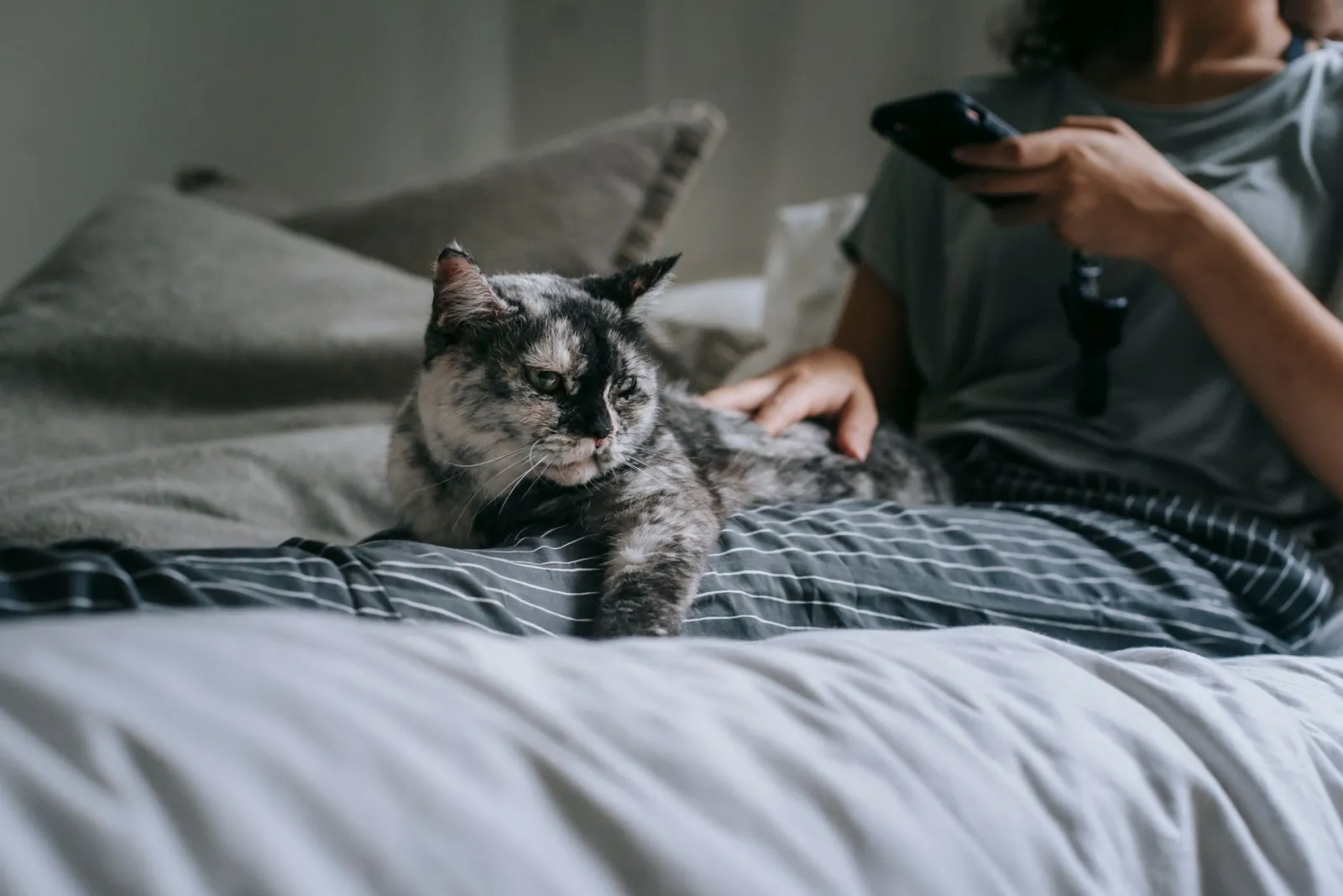 chat suivant son maître