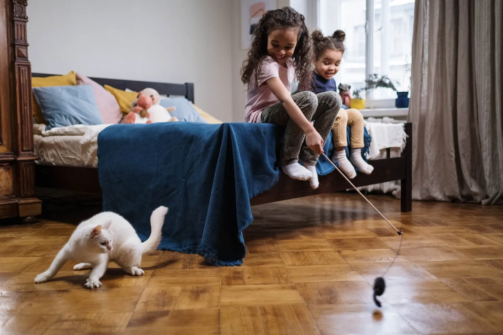 chat jouant avec des jouets