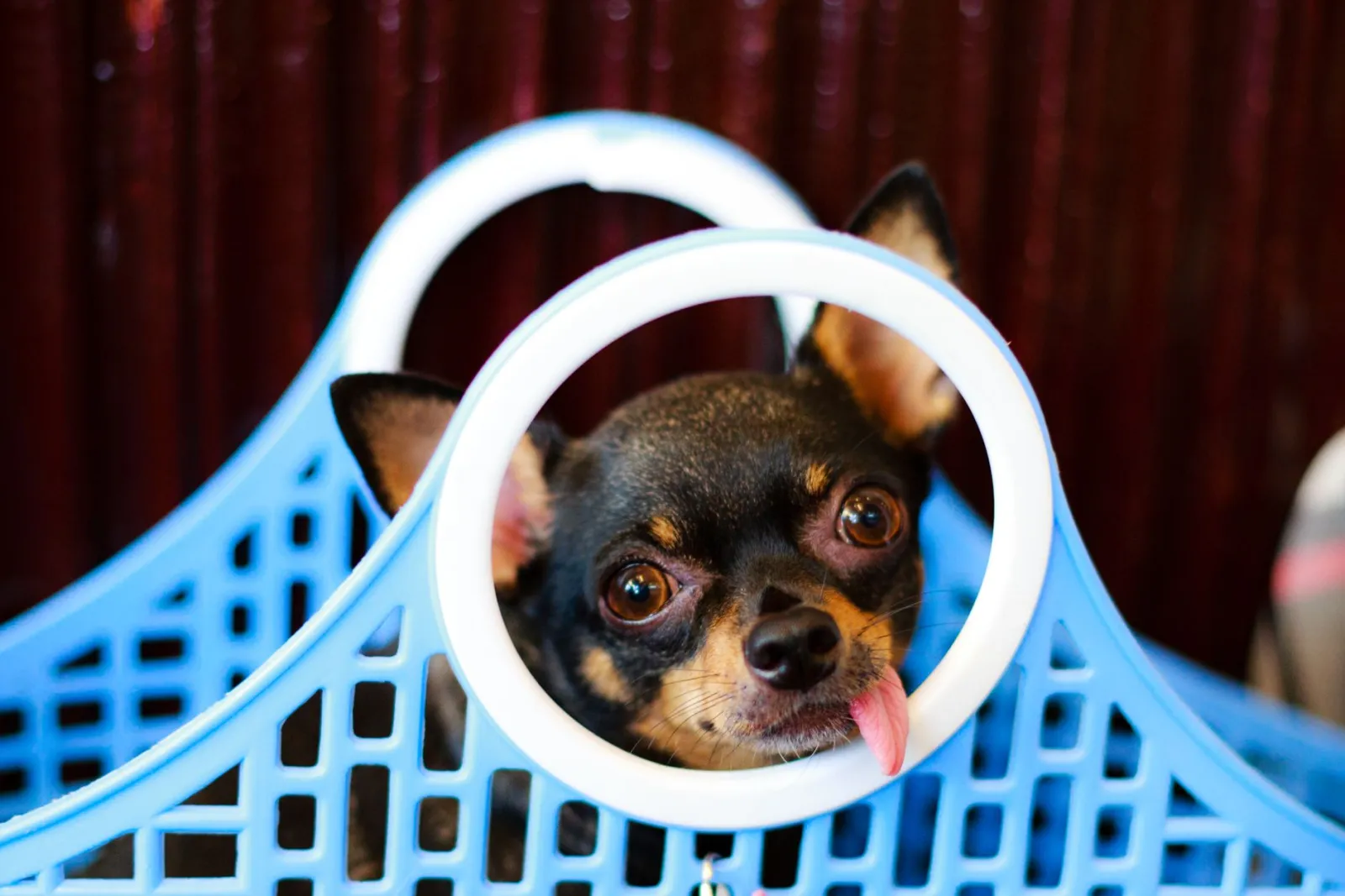 chien dans un panier