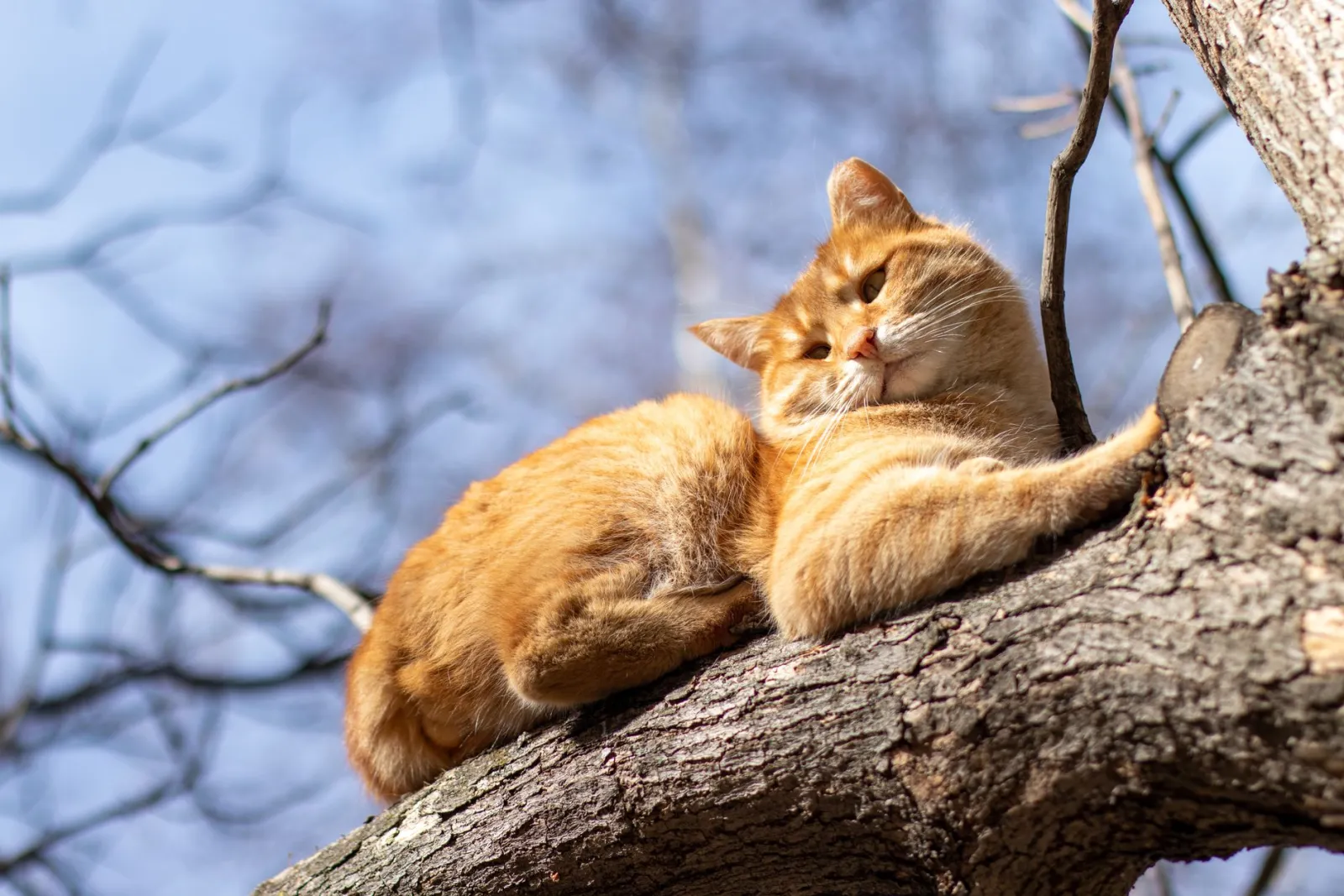 arbre à chat instable