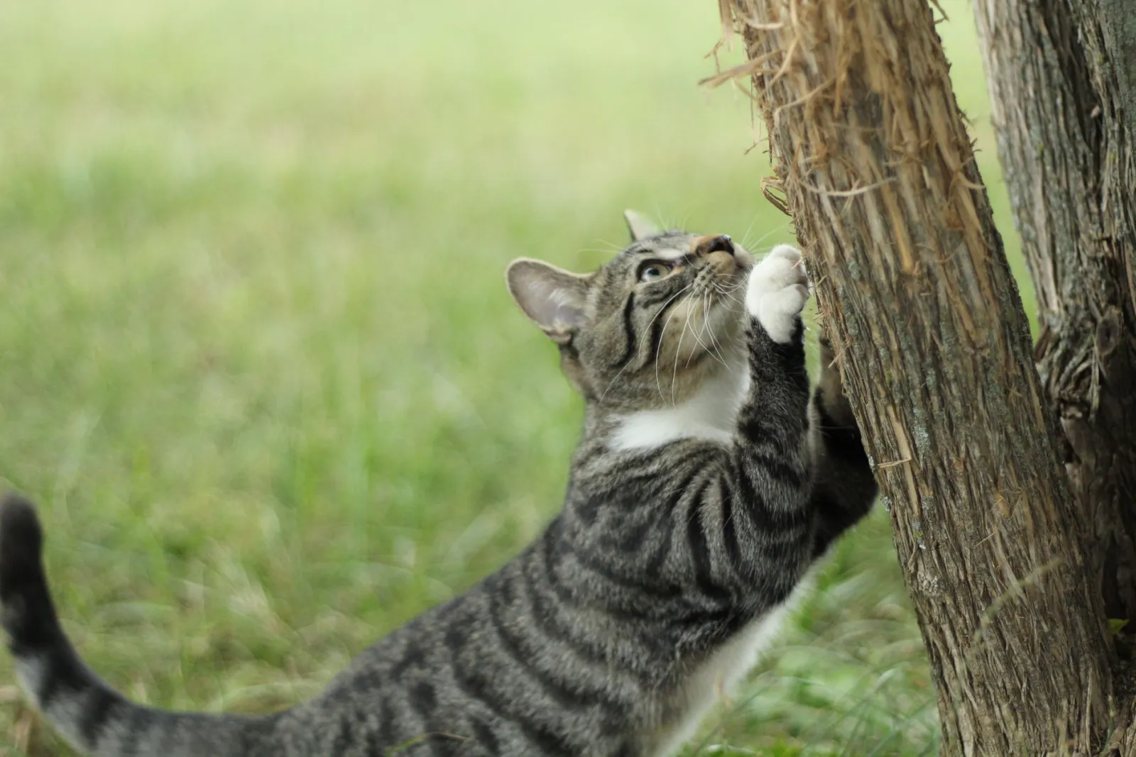 arbre à chat