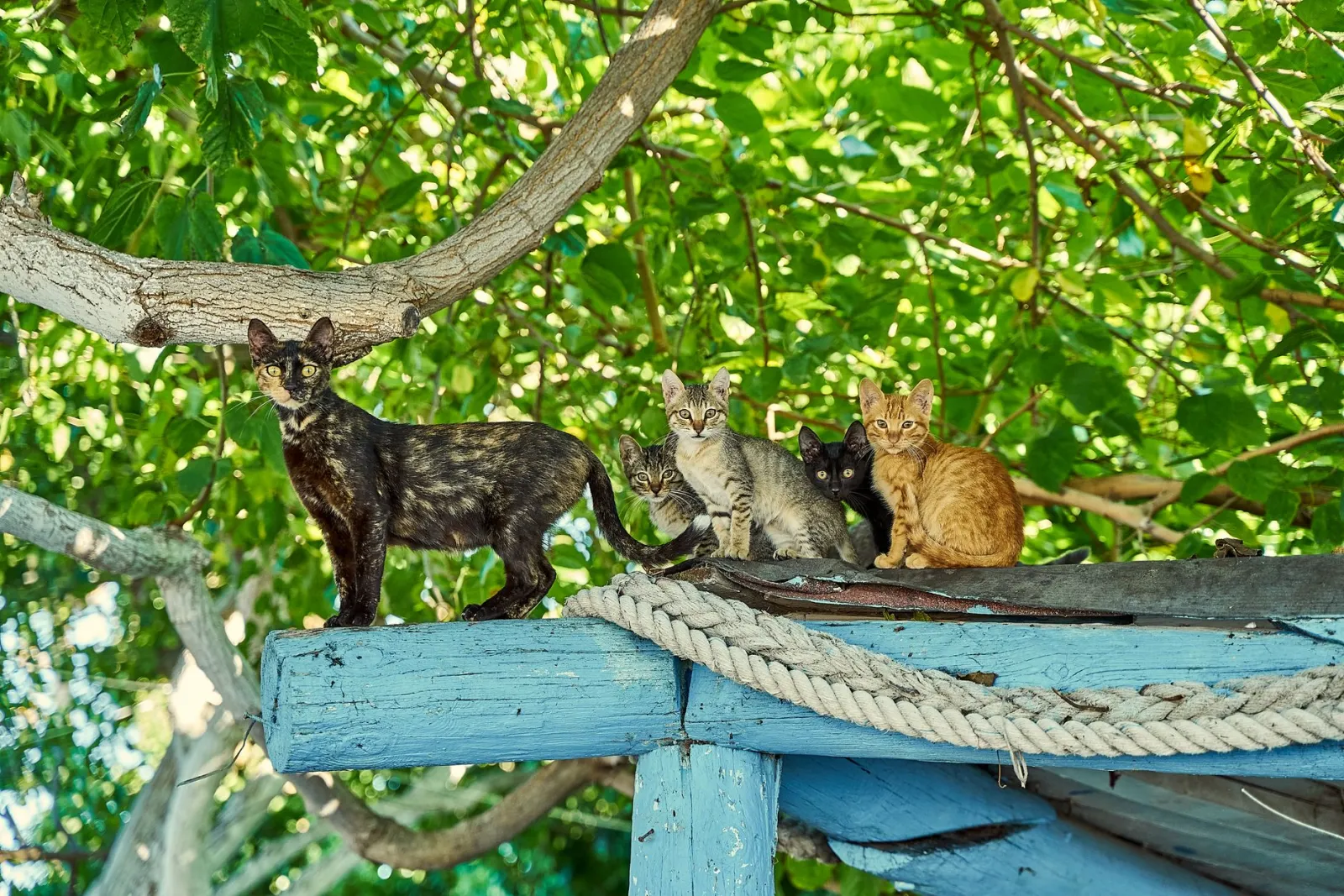 arbre à chat haut