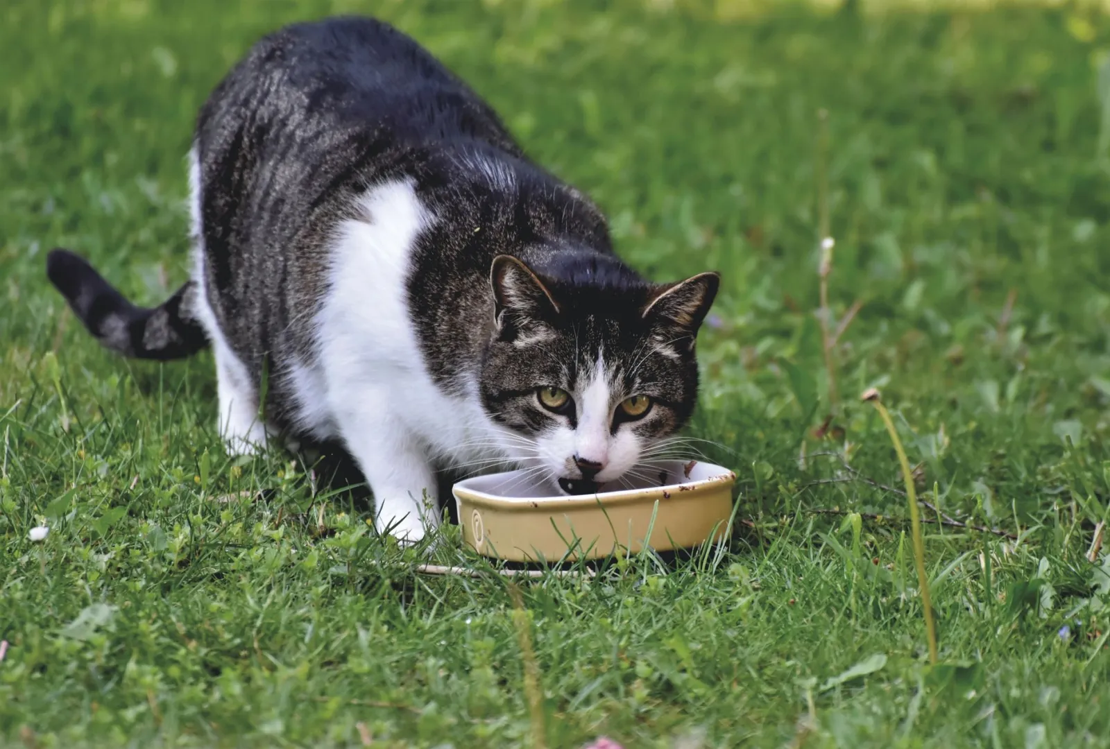 chat mangeant dans un bol