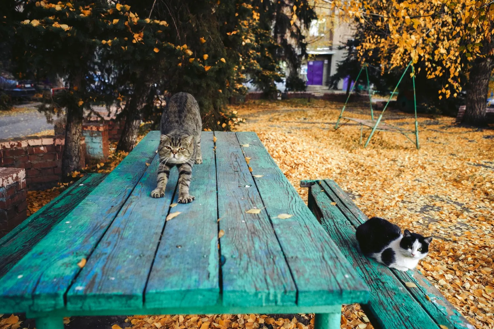 arbre à chat