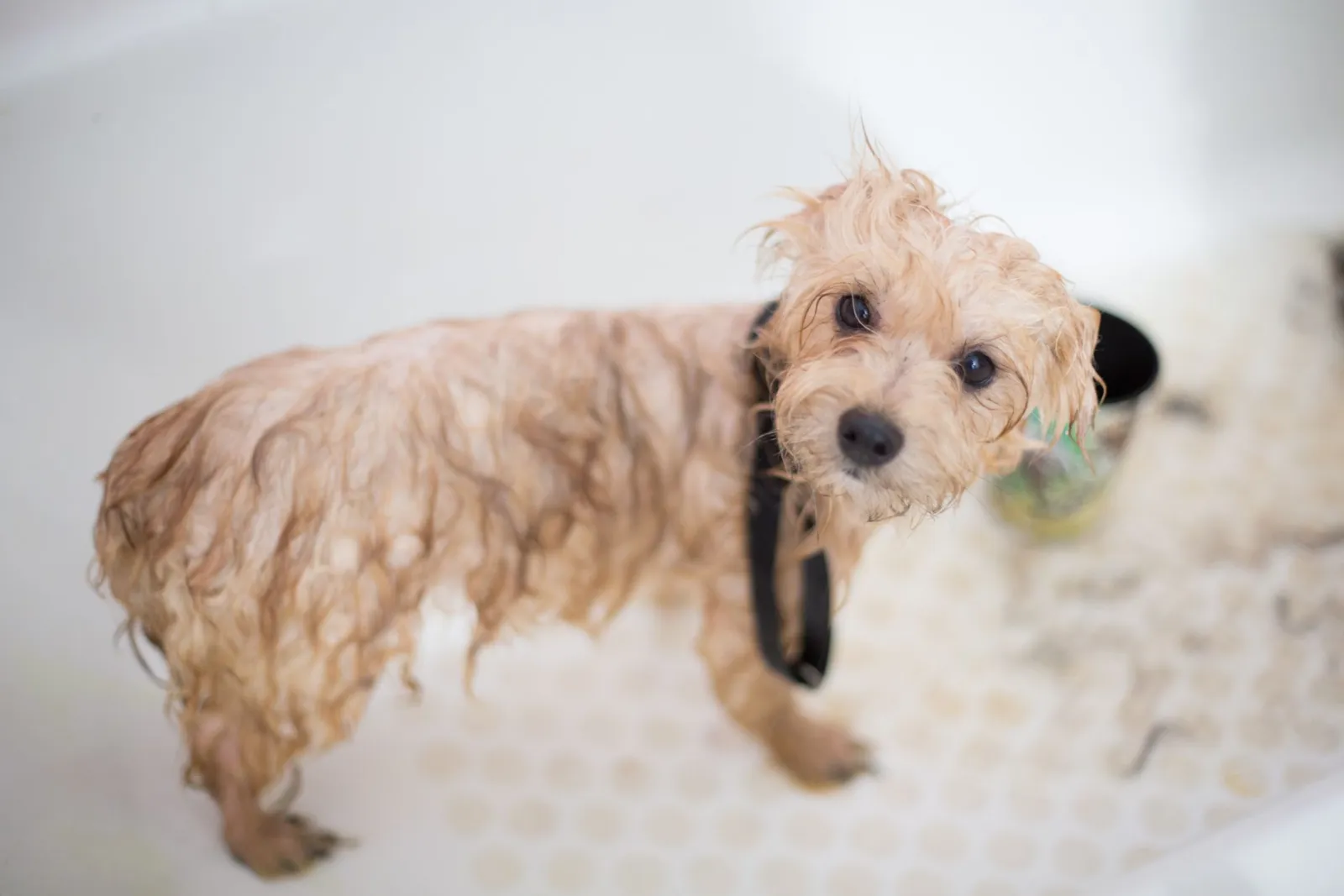 toilettage canin