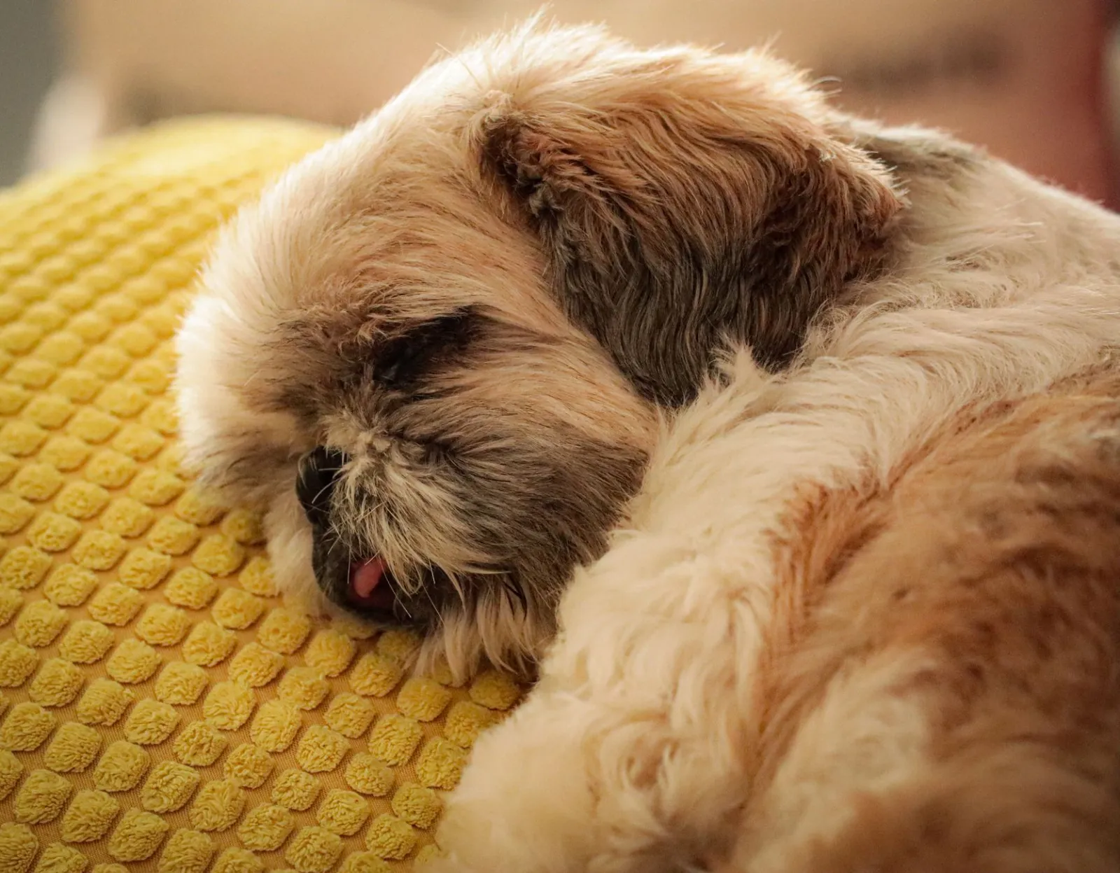 chien allongé sur un coussin