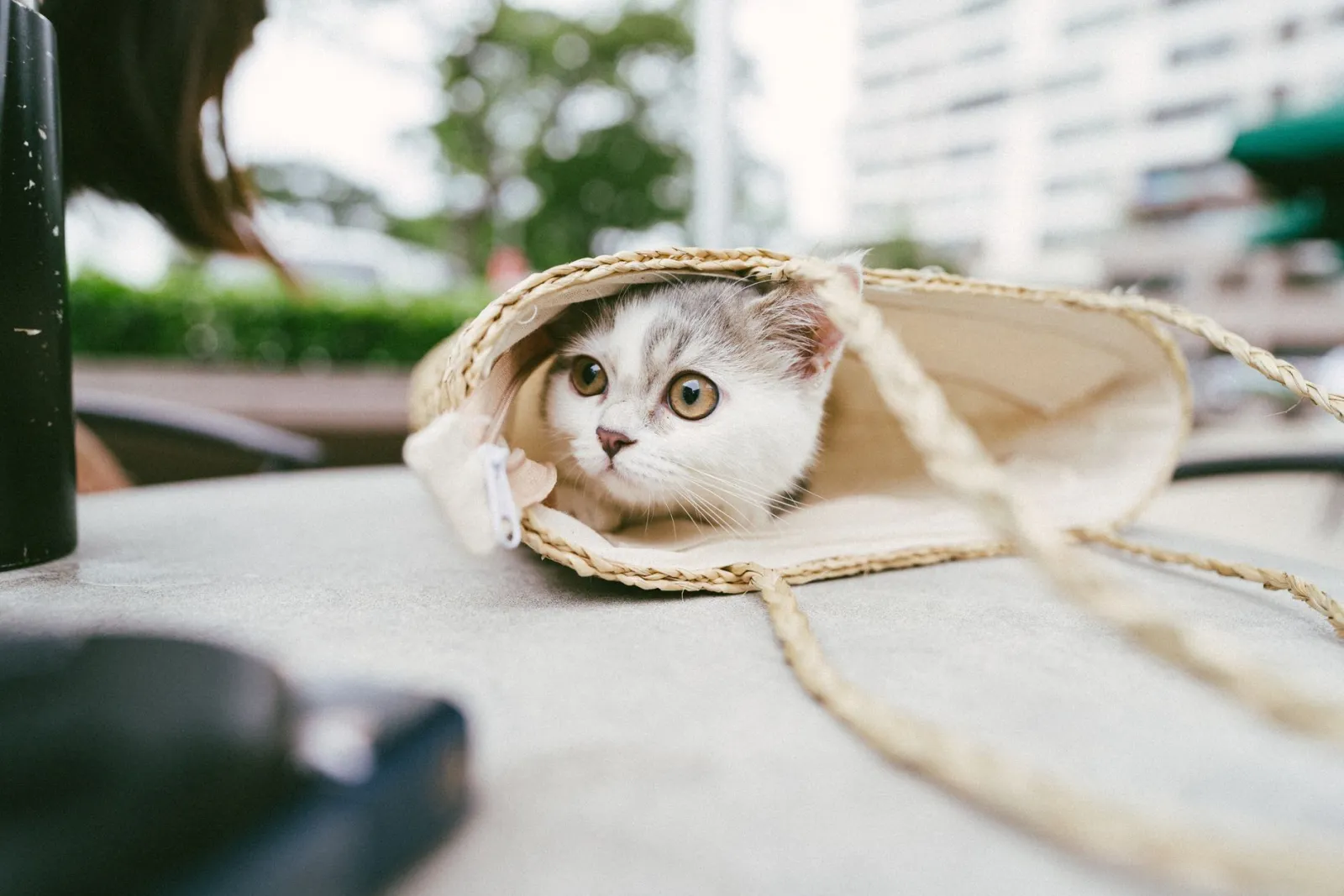 panier de transport pour chat