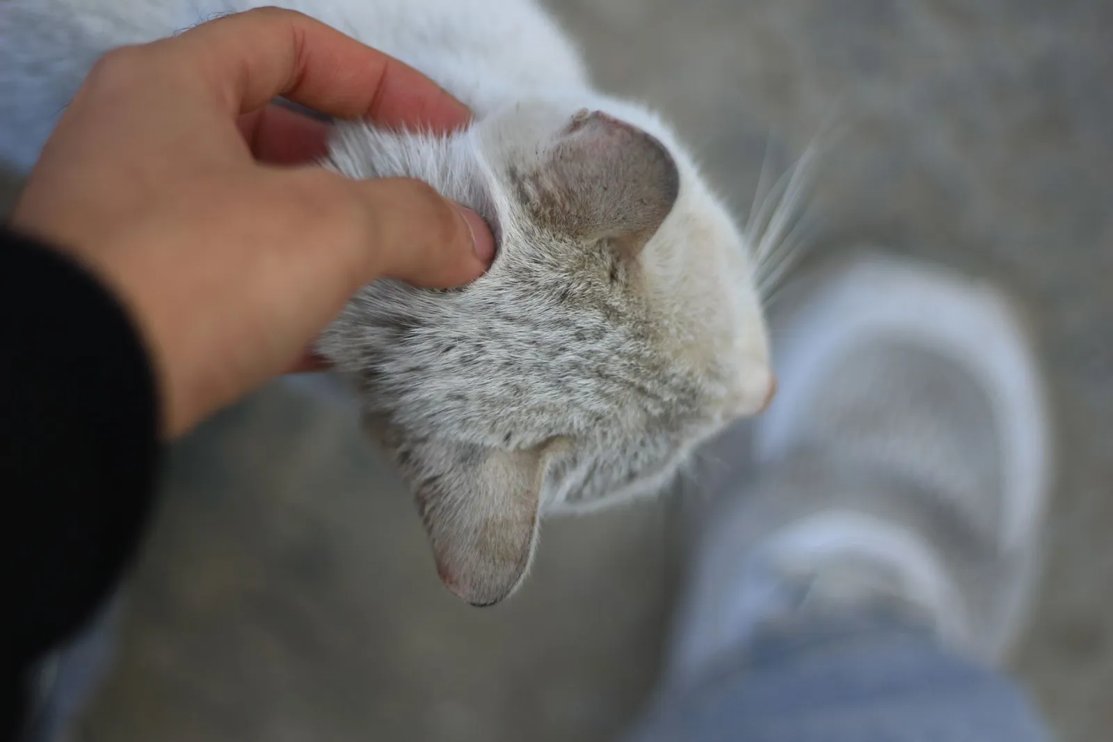 tête de chat se frottant contre un humain