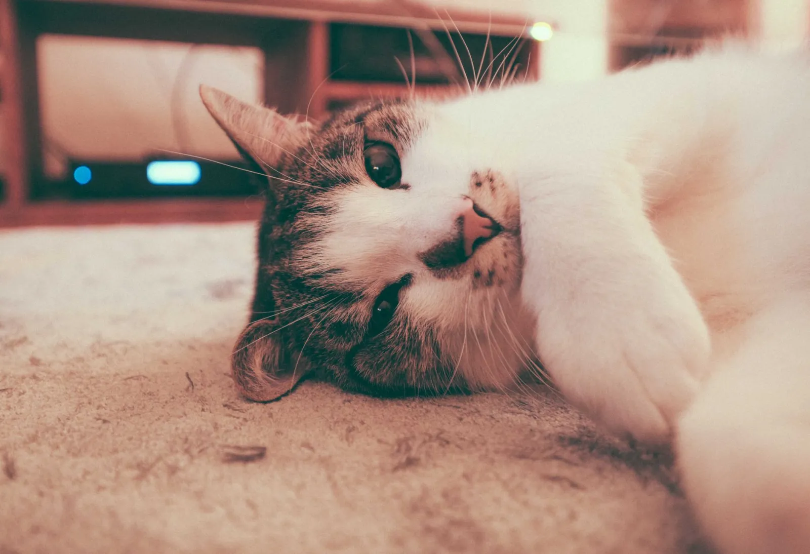 chat jouant avec un appareil photo