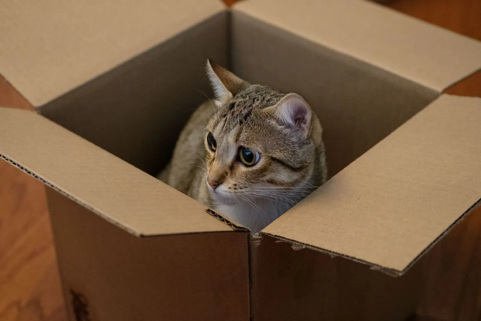 boîte de transport pour chat