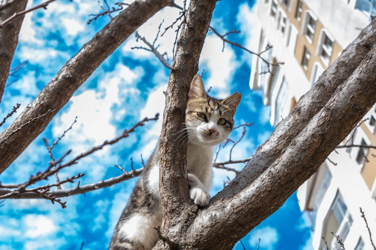arbre à chat d'appartement