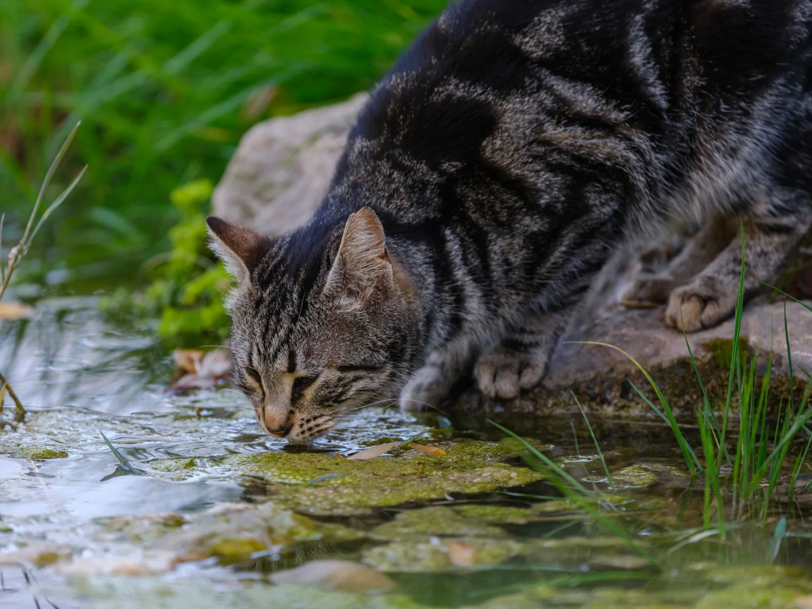 chat buvant à une fontaine