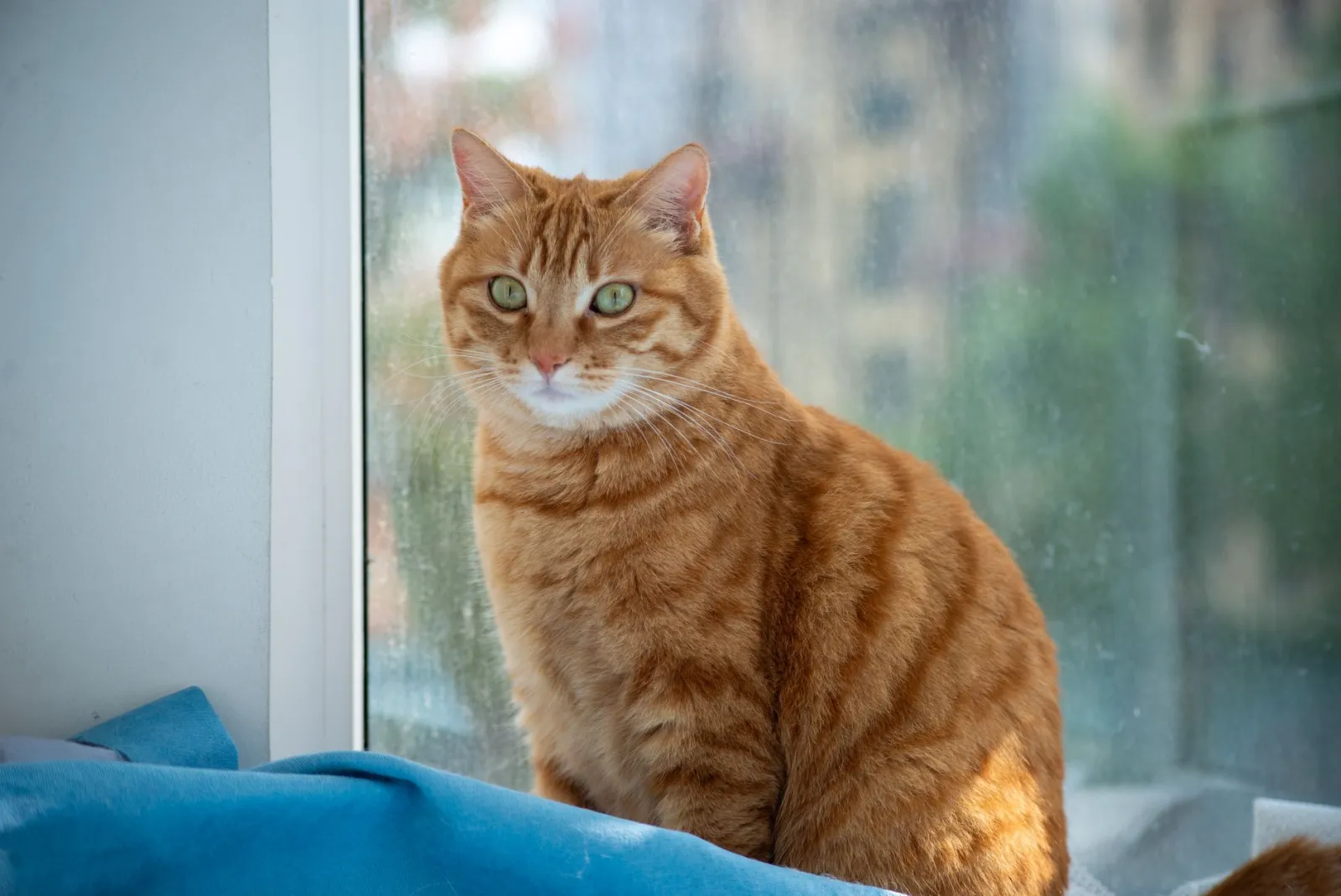 chat dans un hamac près de la fenêtre