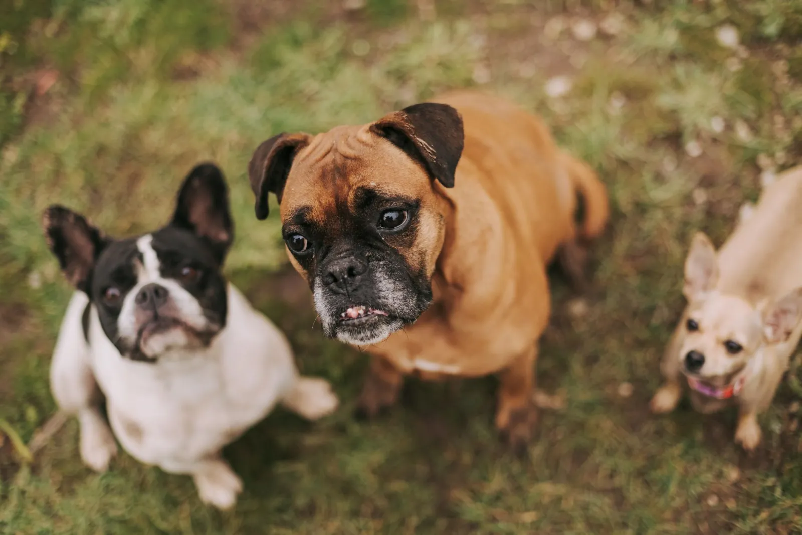 choix du chien