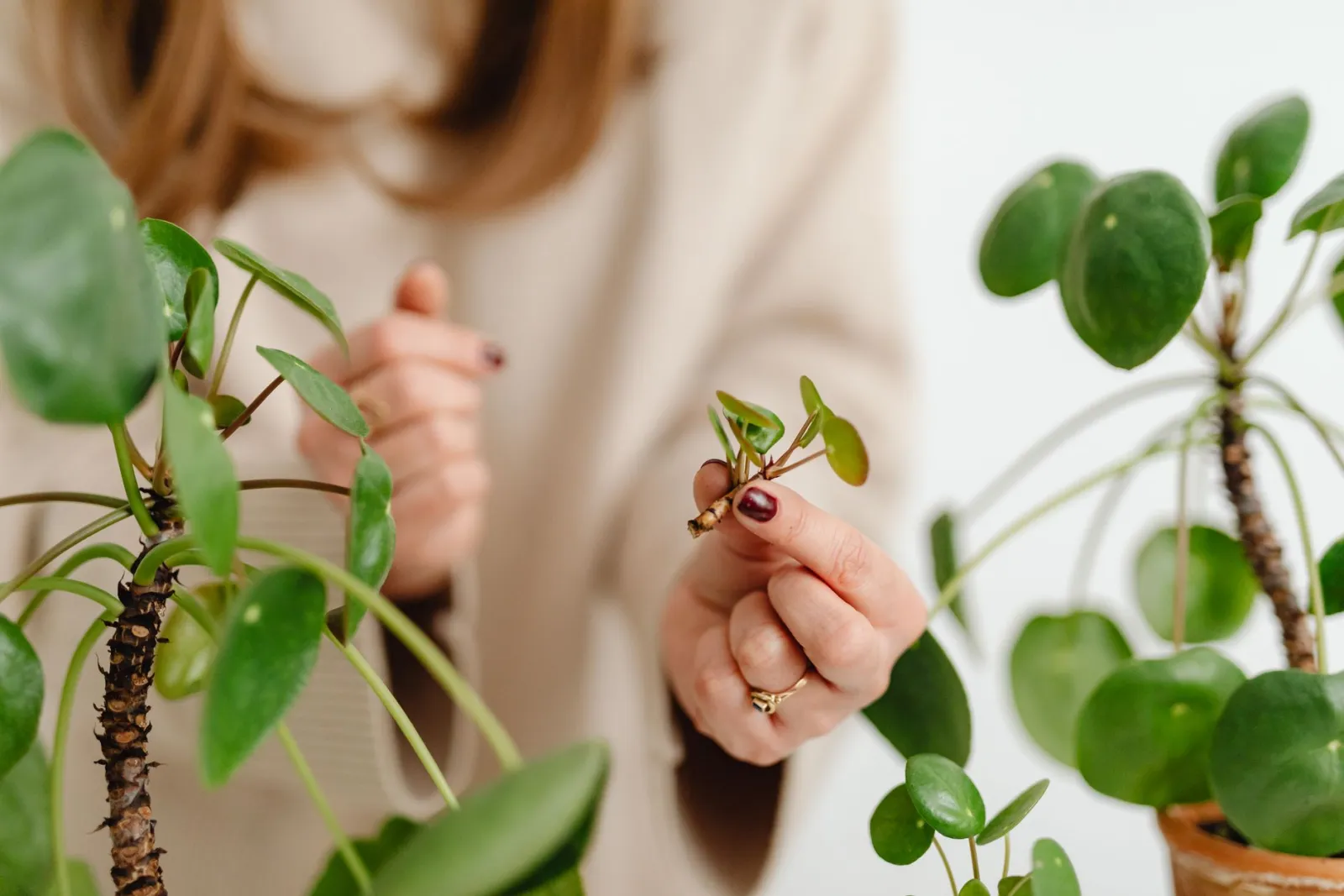 boutures de plantes