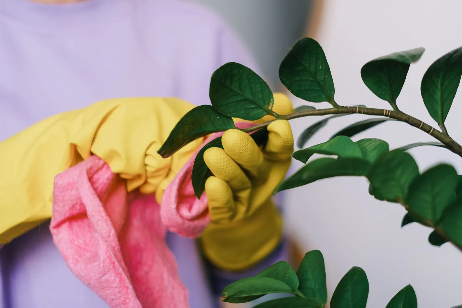 feuilles de plante en nettoyage