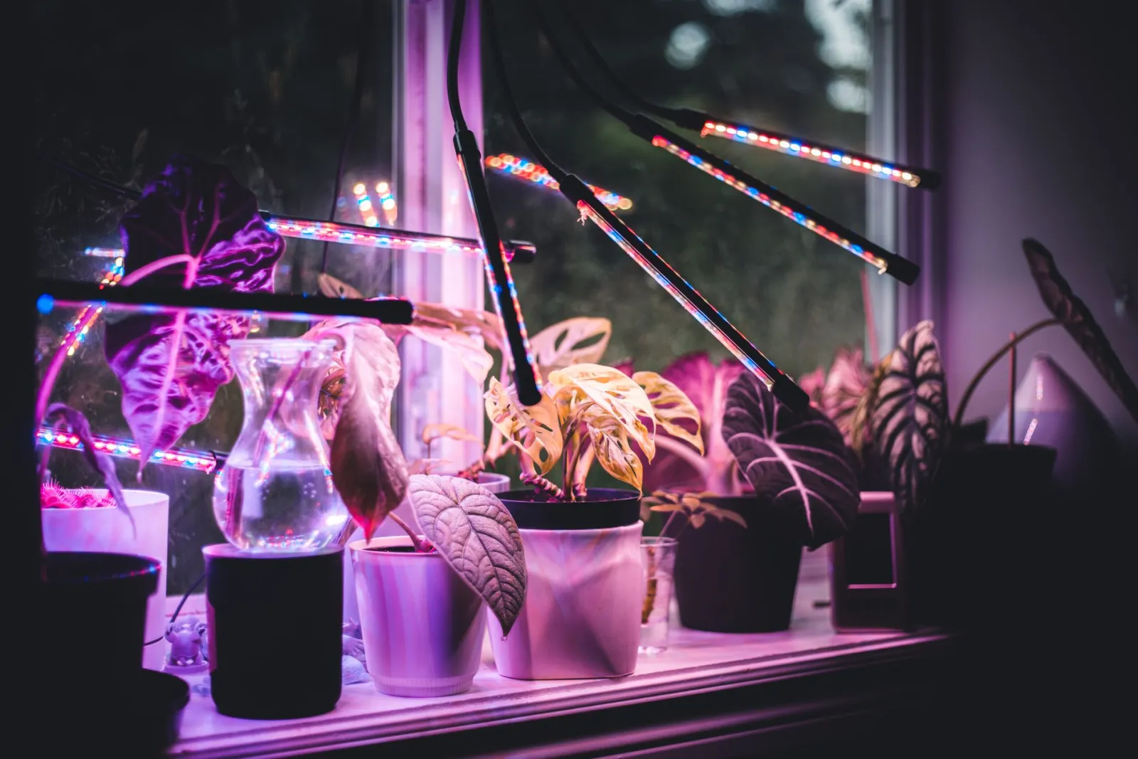 plantes d'intérieur sous lumière artificielle