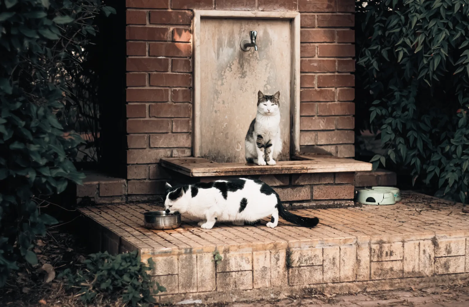 chat buvant à la fontaine