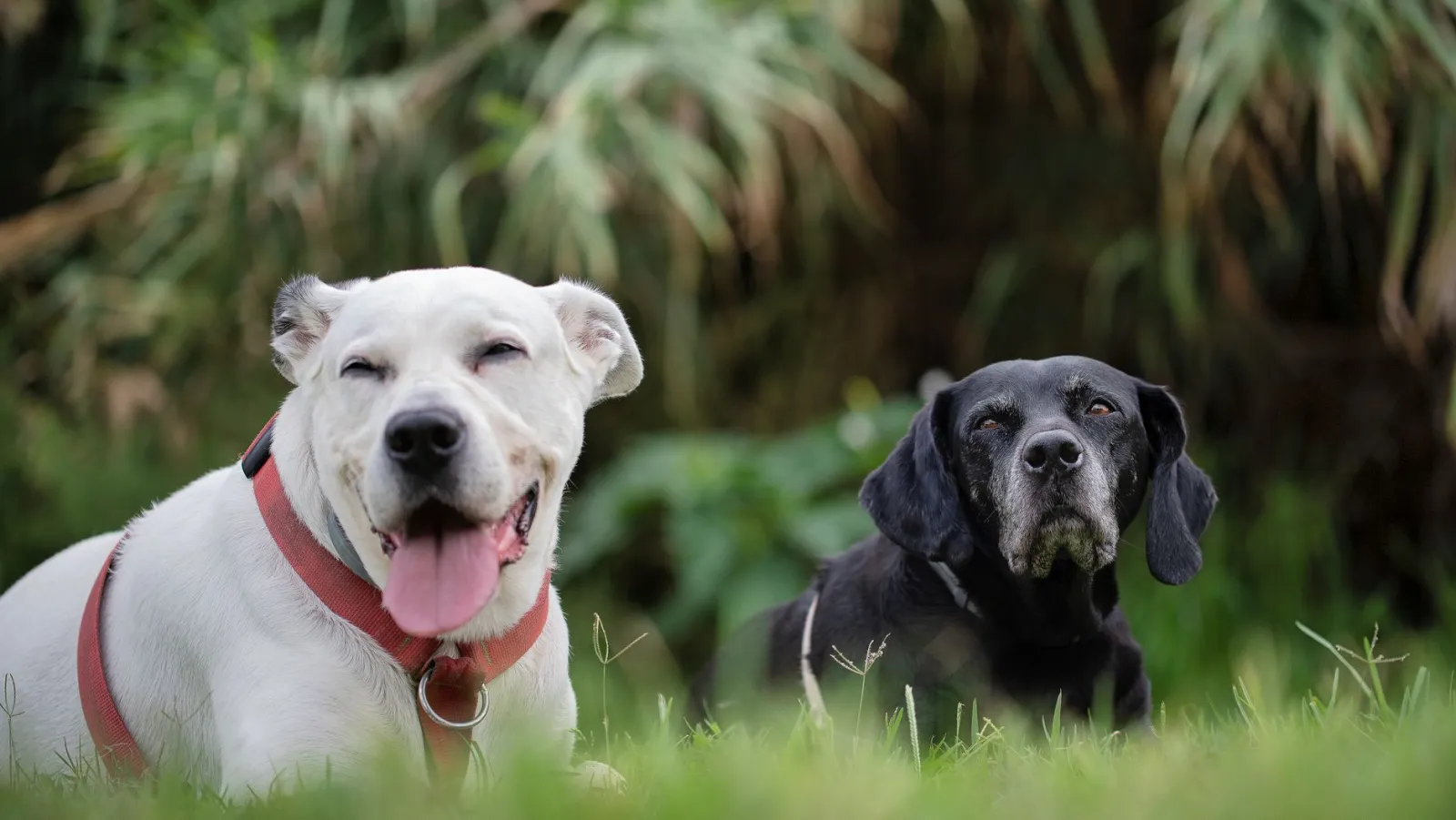 portrait de chien heureux