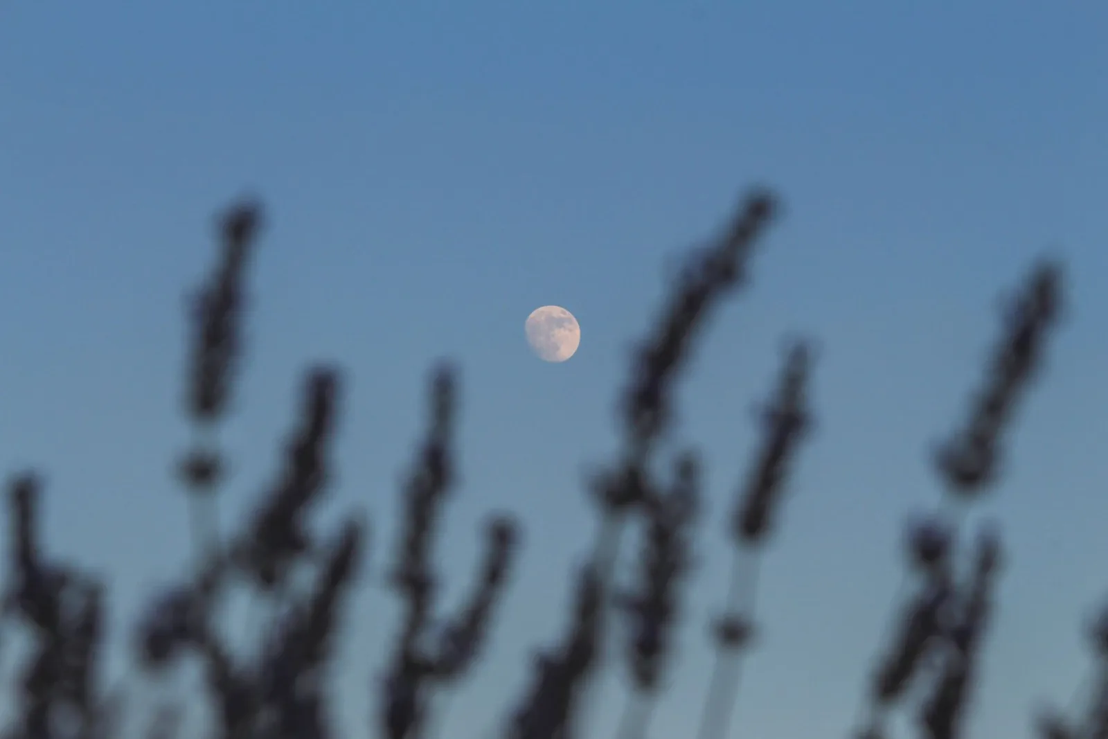 jardinage avec la lune