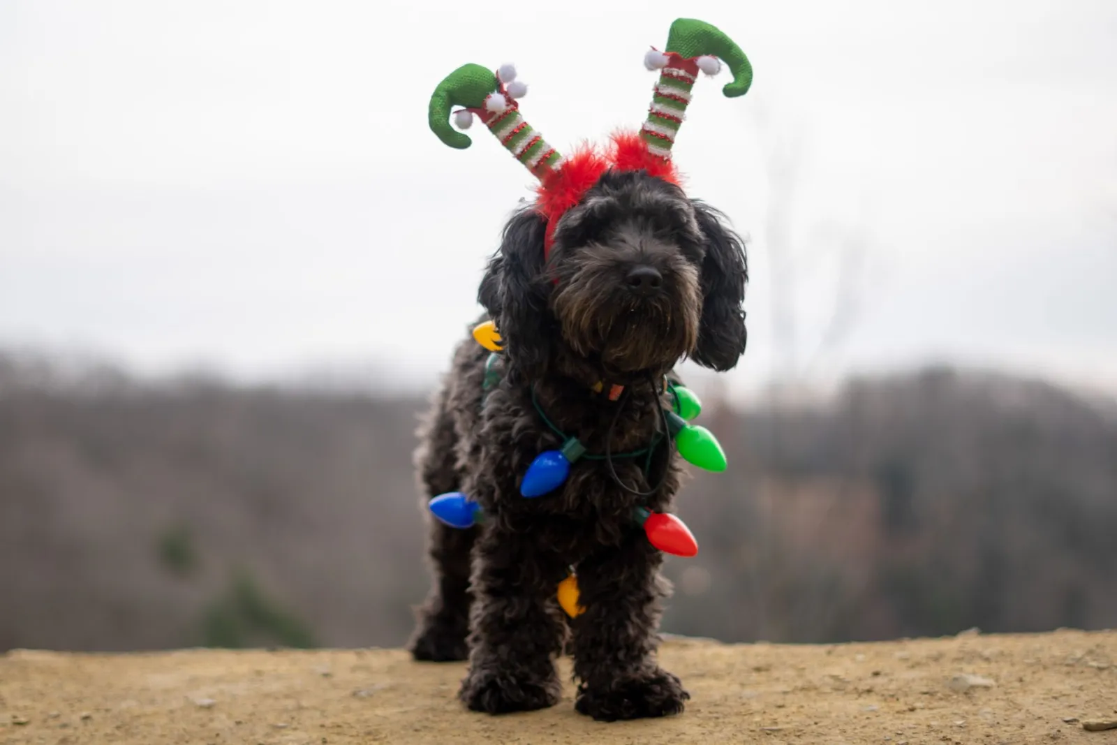 chien déguisé