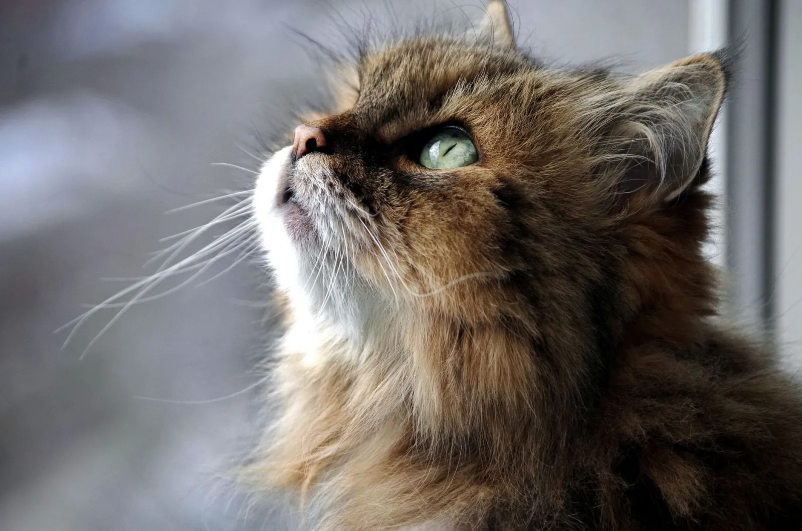 portrait de chat sibérien