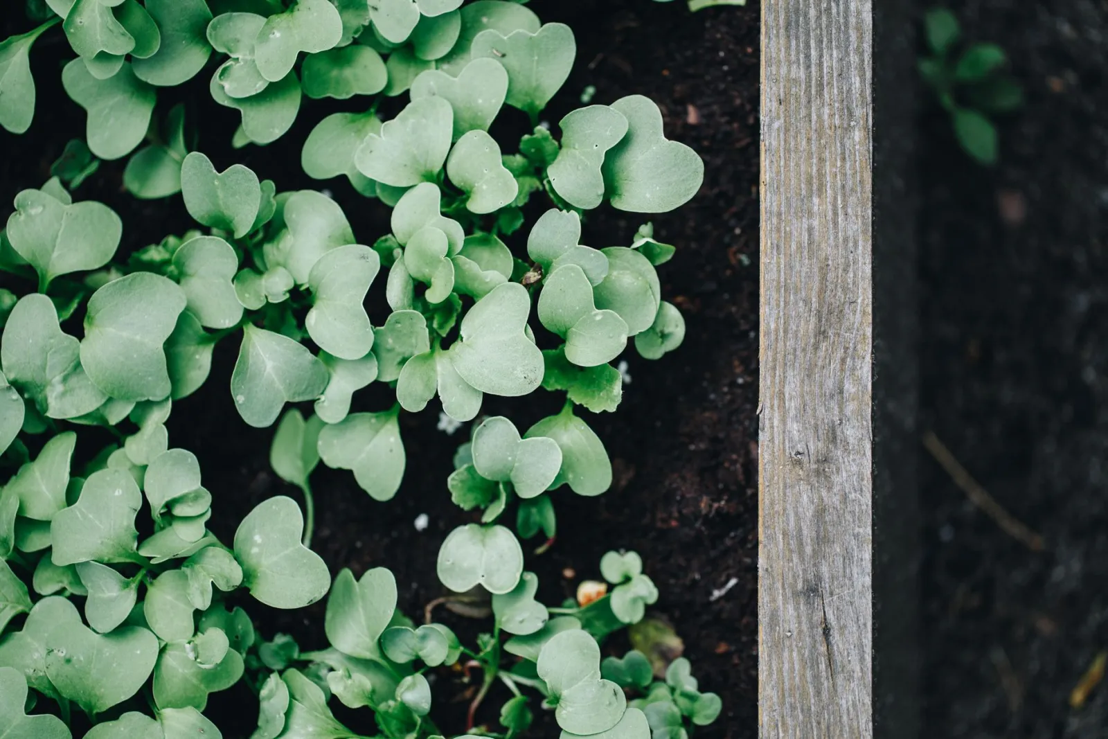 Potager surélevé : critères pour bien choisir