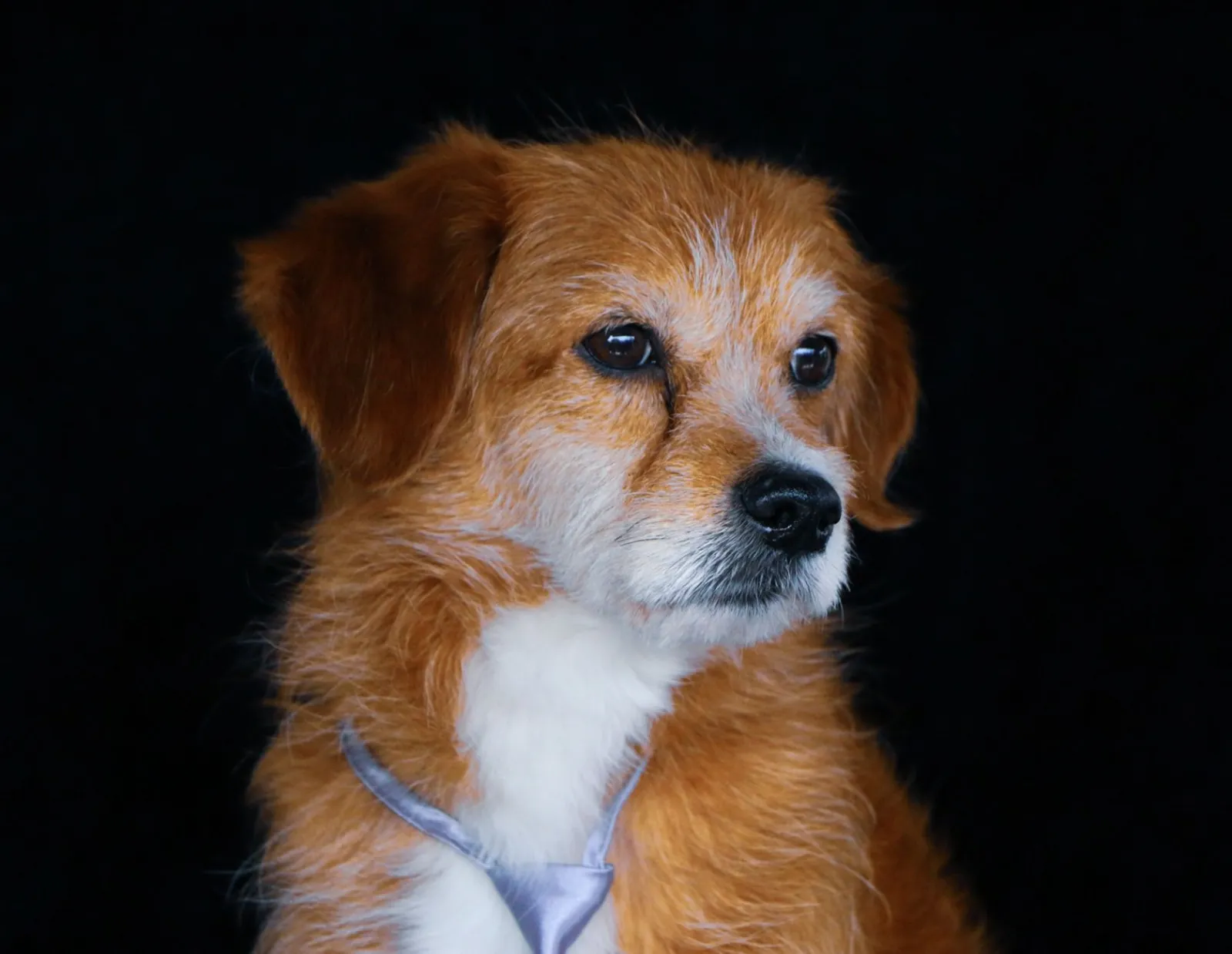 portrait de petit chien