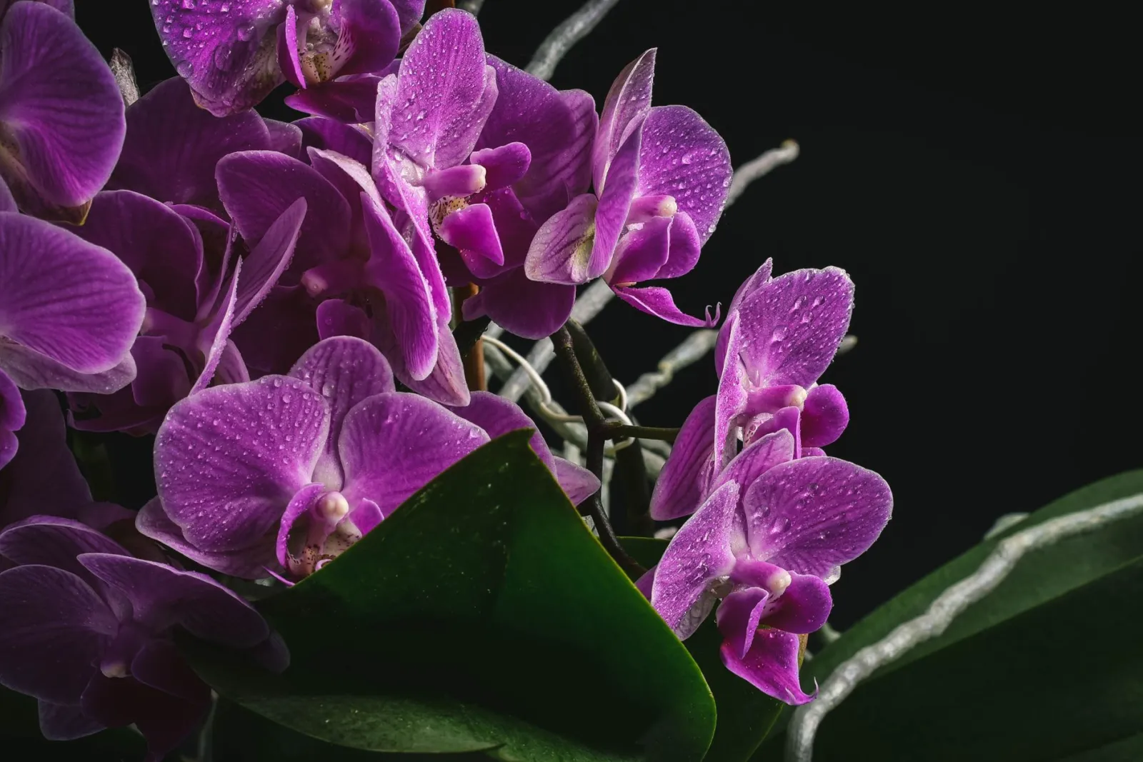 arrosage des orchidées