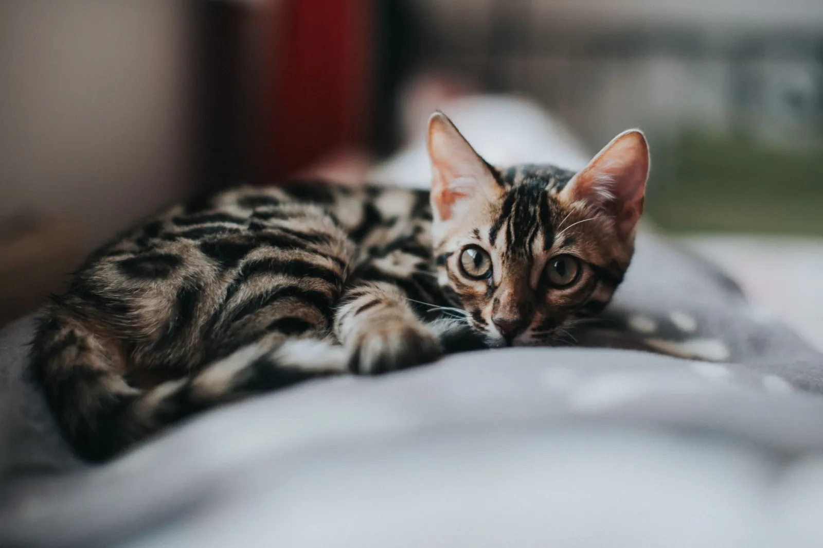 chat bengal