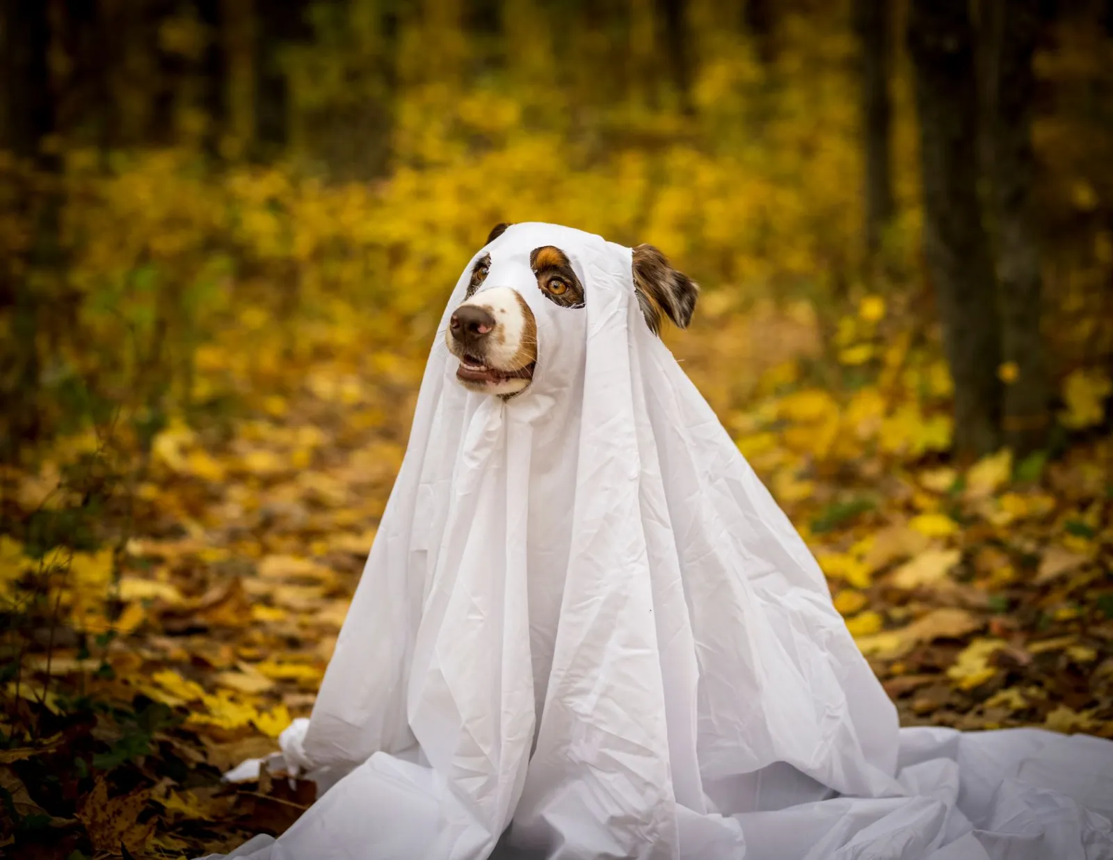 chien déguisé