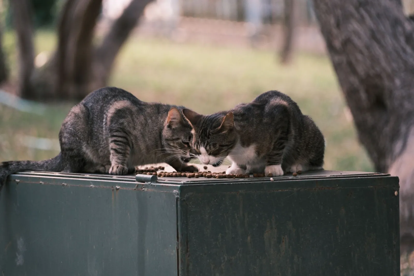 chat mangeant de la nourriture
