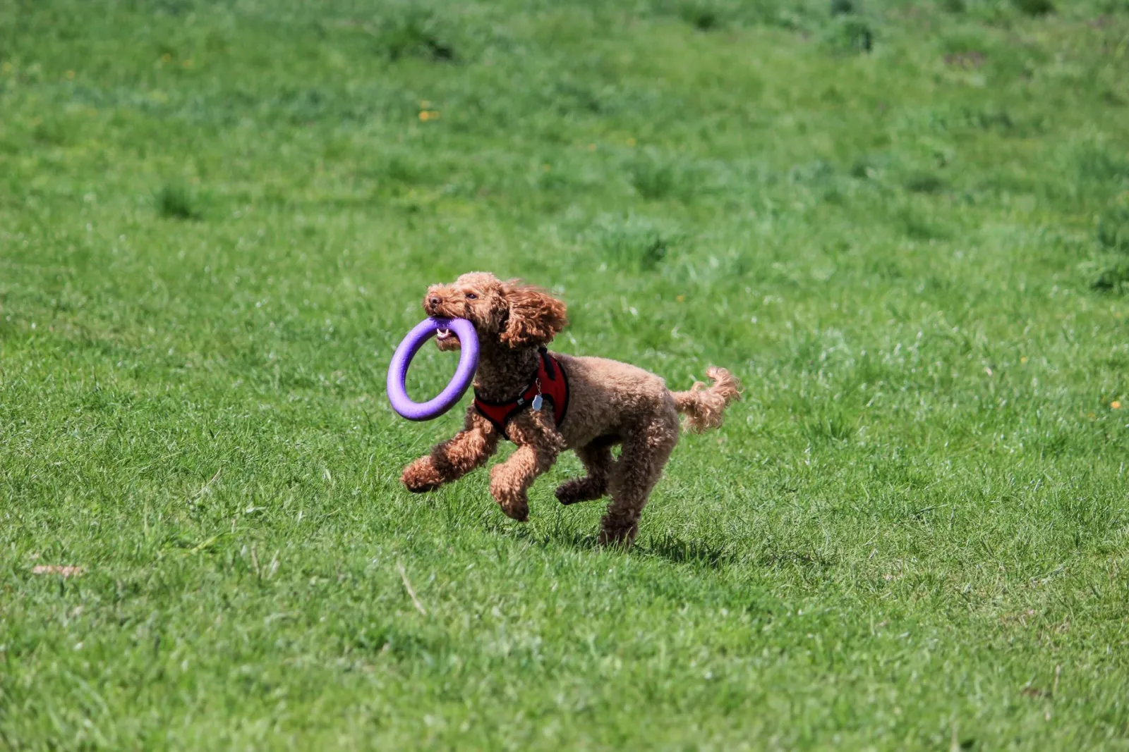 chien jouant avec un jouet
