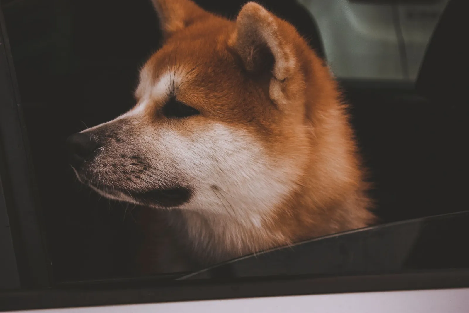 Chien Akita Inu