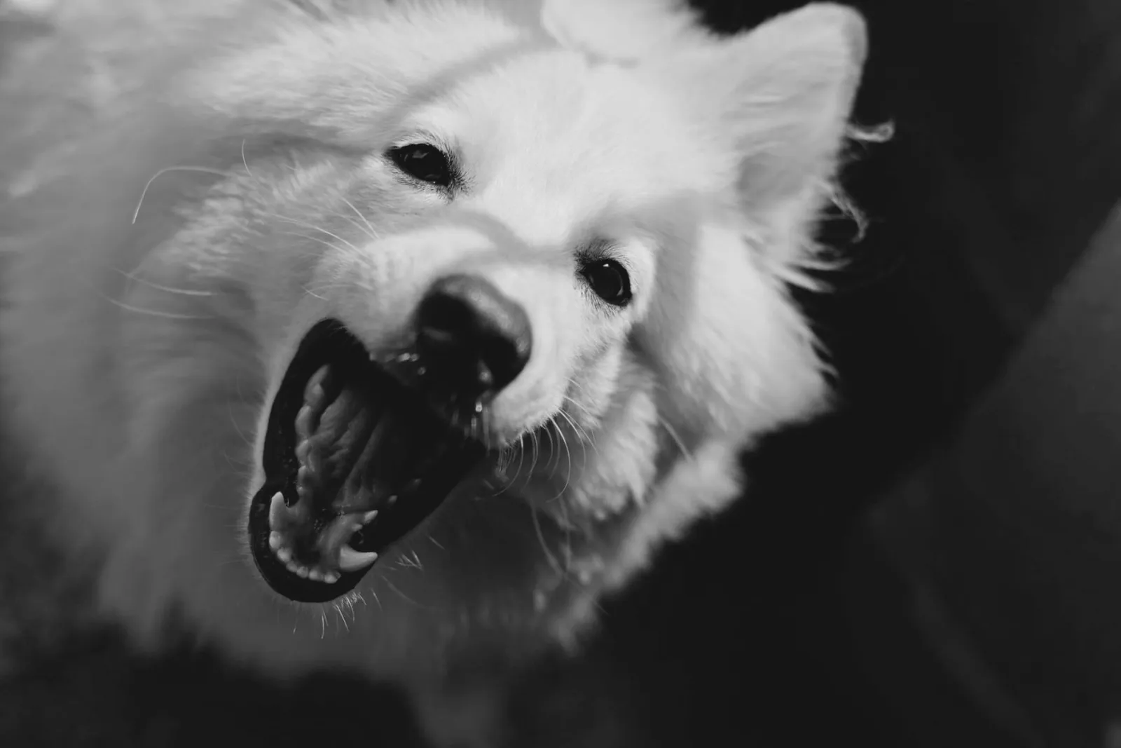 portrait de chien laid