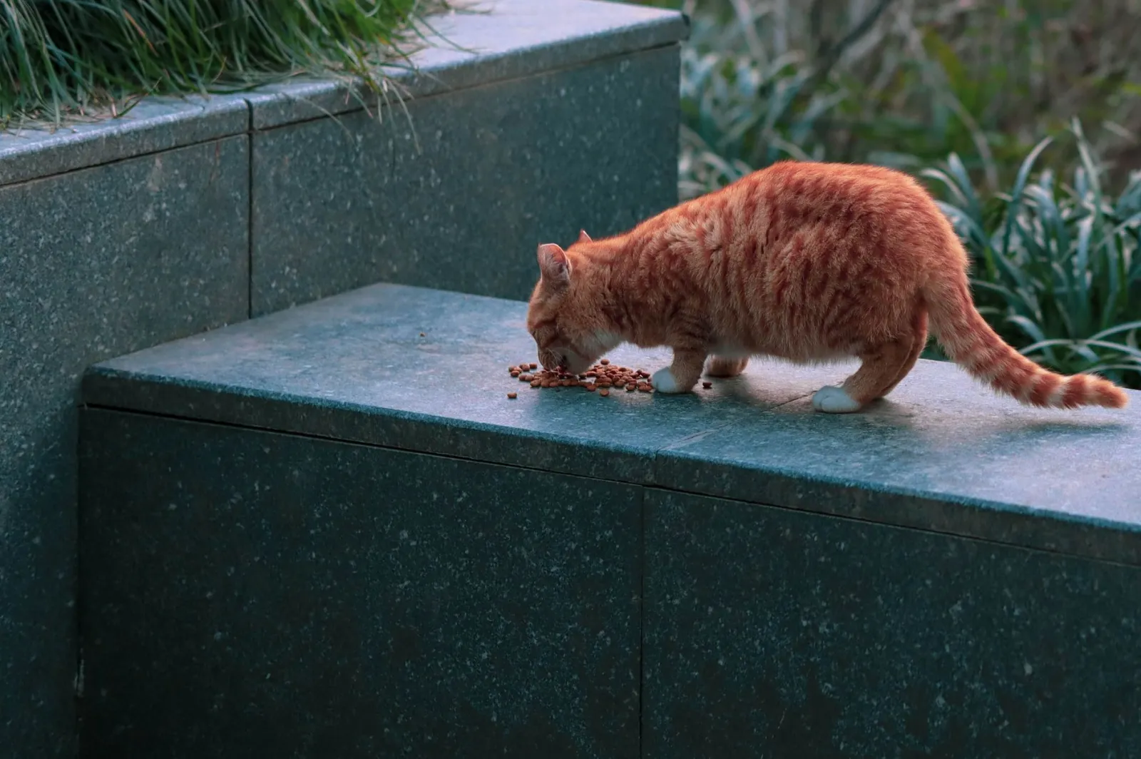chat stérilisé mangeant des croquettes