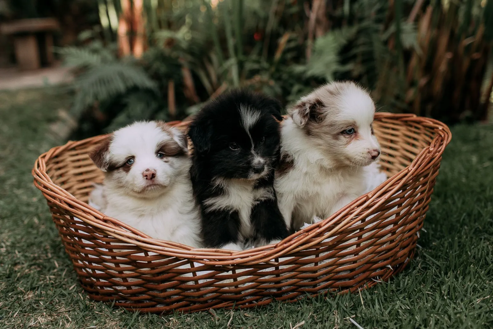chiot dans un panier