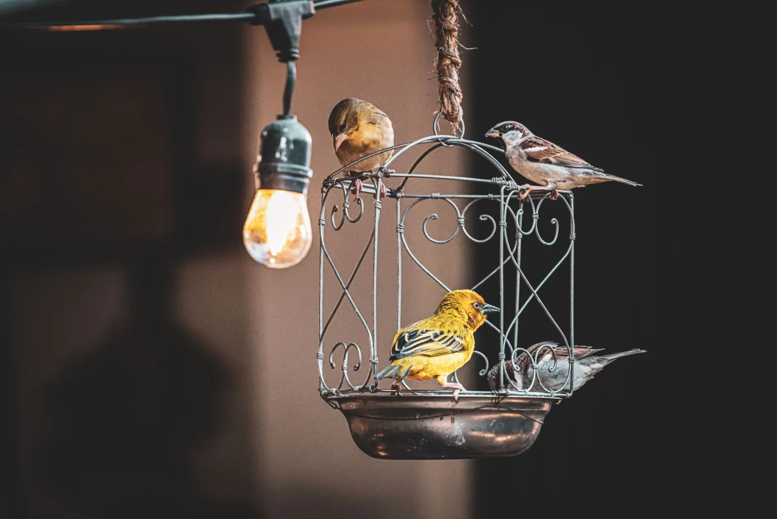 cage à oiseaux