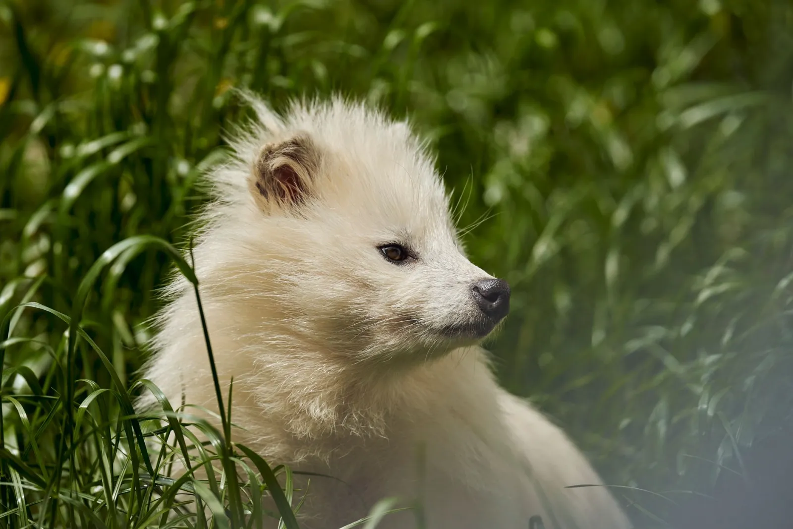 portrait de chien viverrin