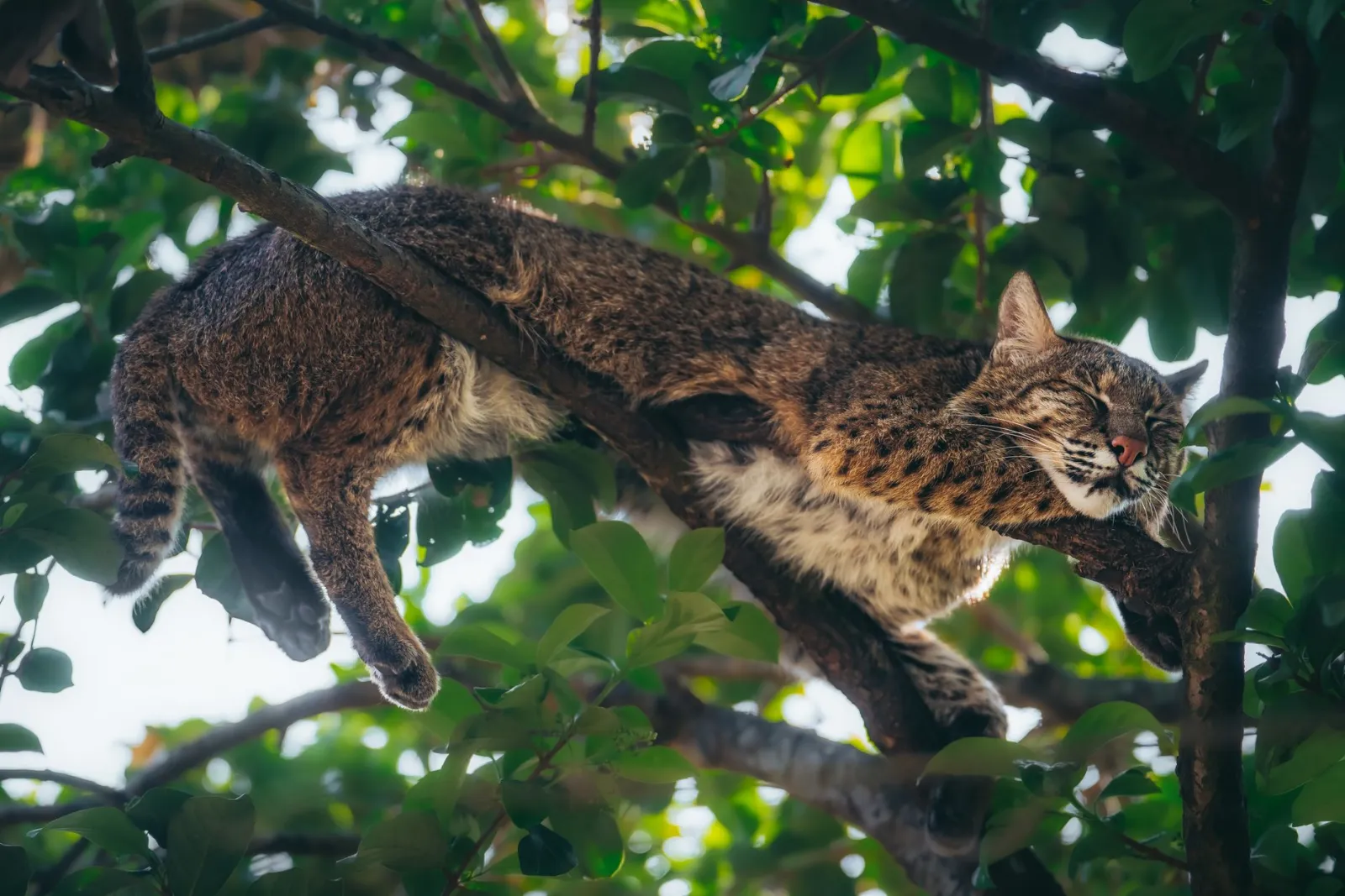 grand arbre à chat