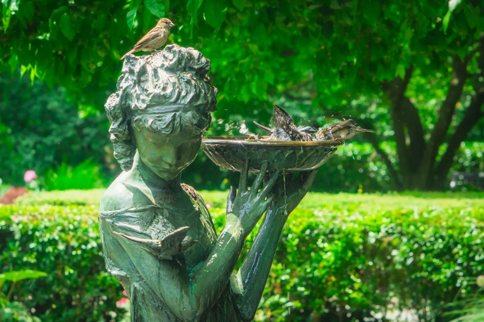 Abreuvoir oiseaux extérieur : critères pour bien choisir