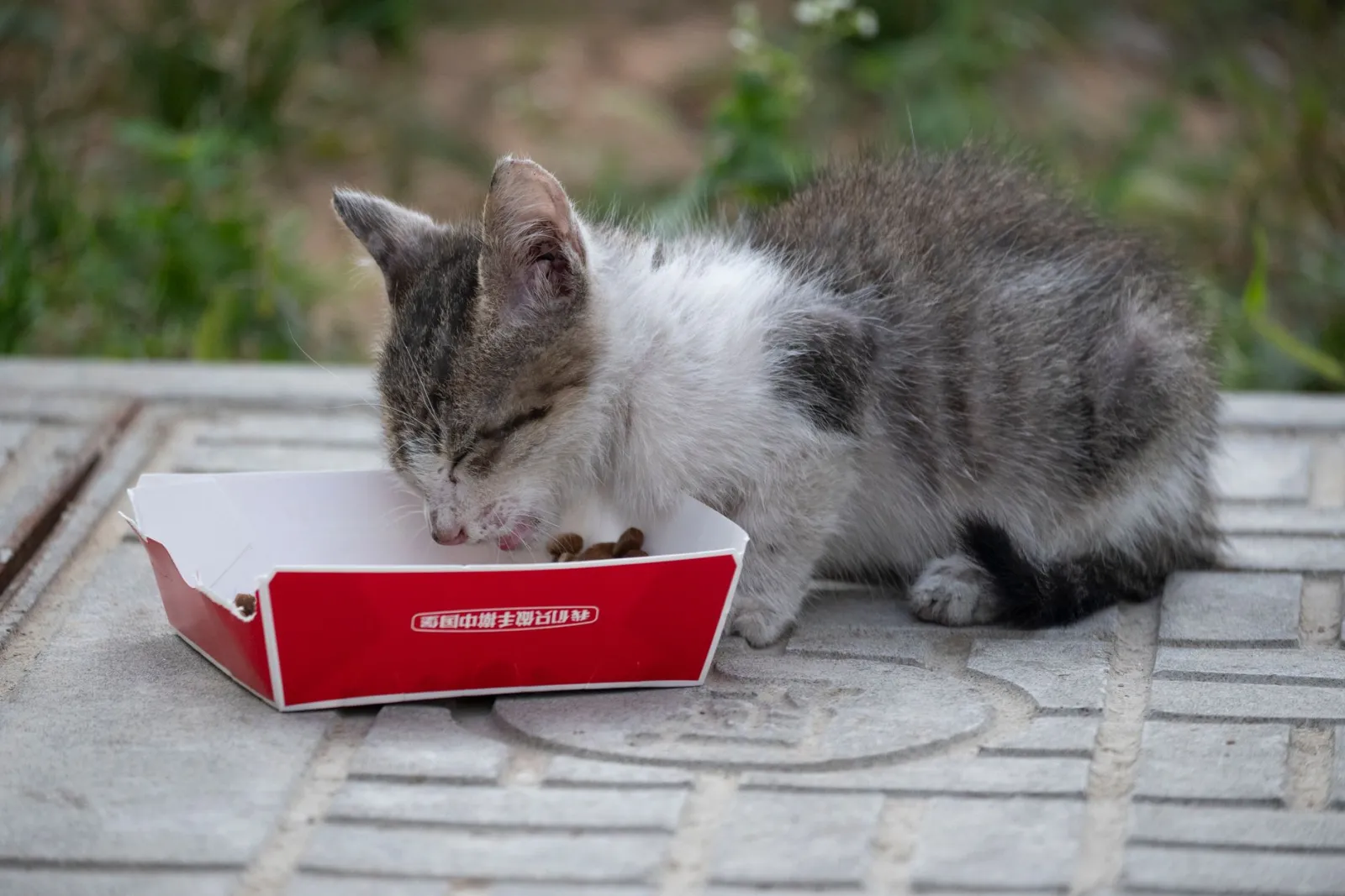 Croquettes pour chaton : bien choisir l’alimentation