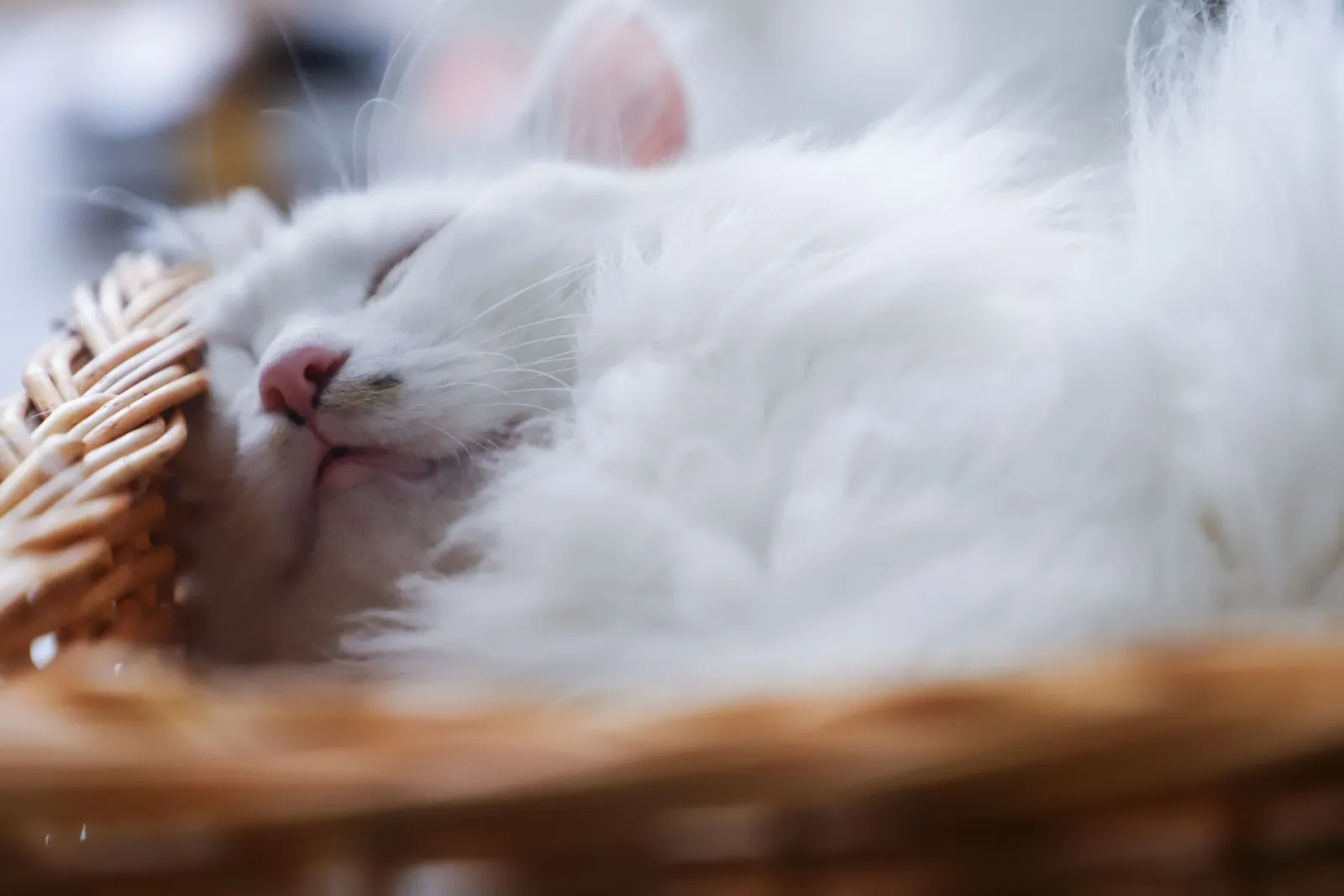 chat dormant dans un panier