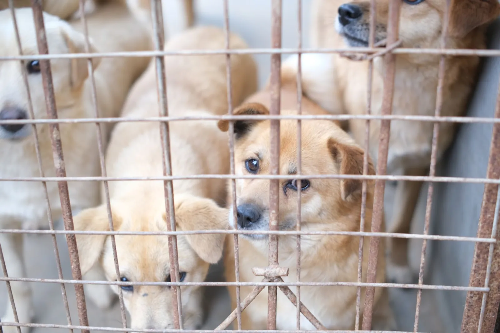 adoption en refuge