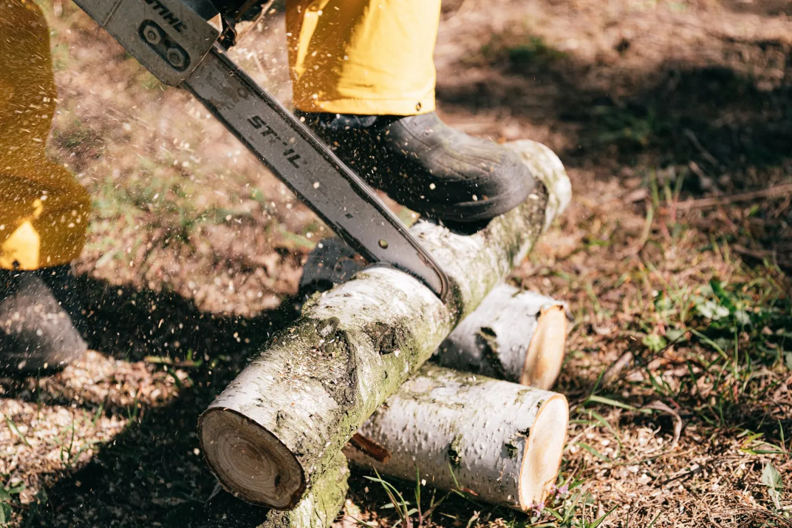 Tronçonneuse Stihl coupant du bois