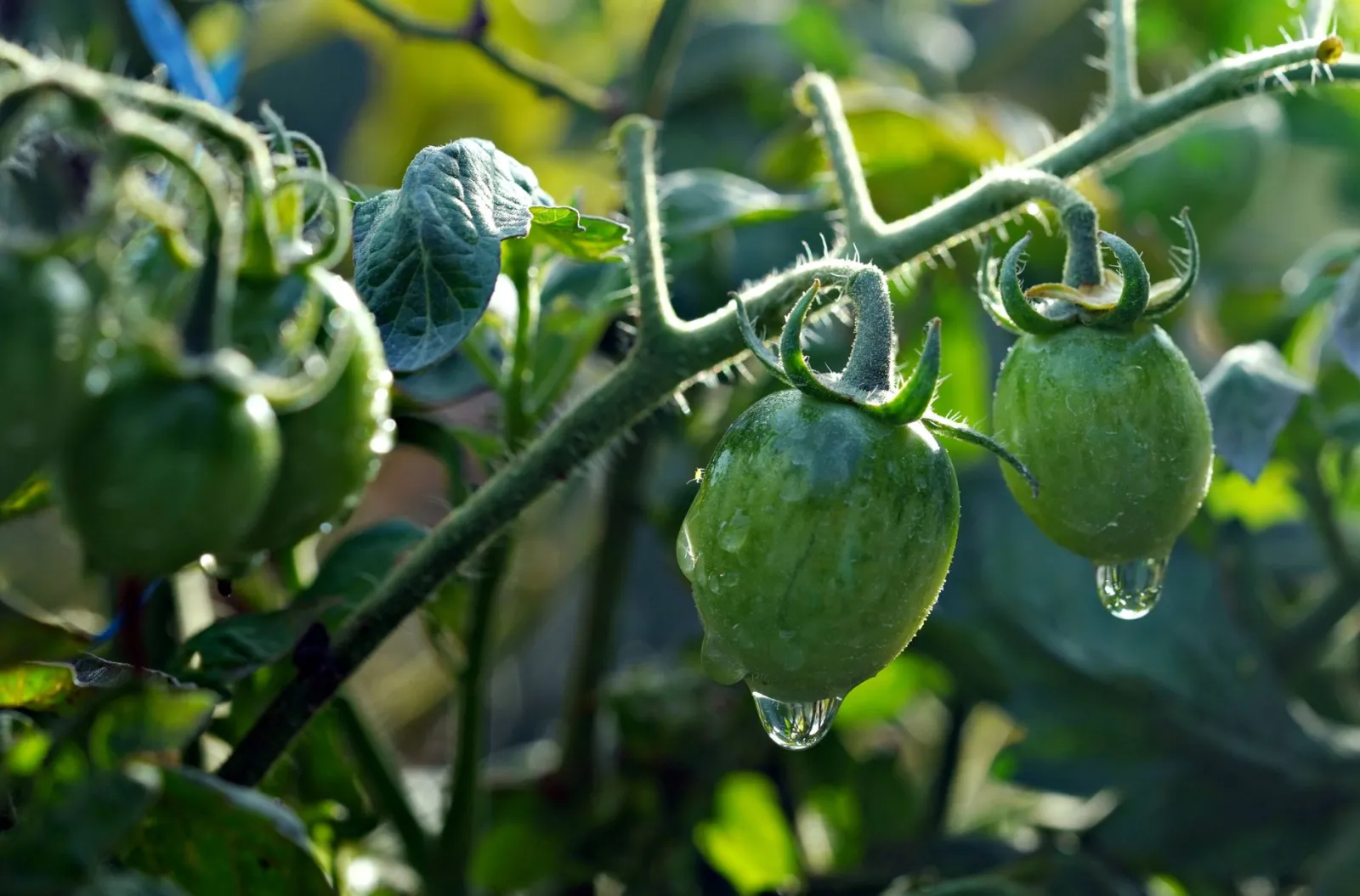 Est-ce qu’il faut arroser les tomates tous les jours ?