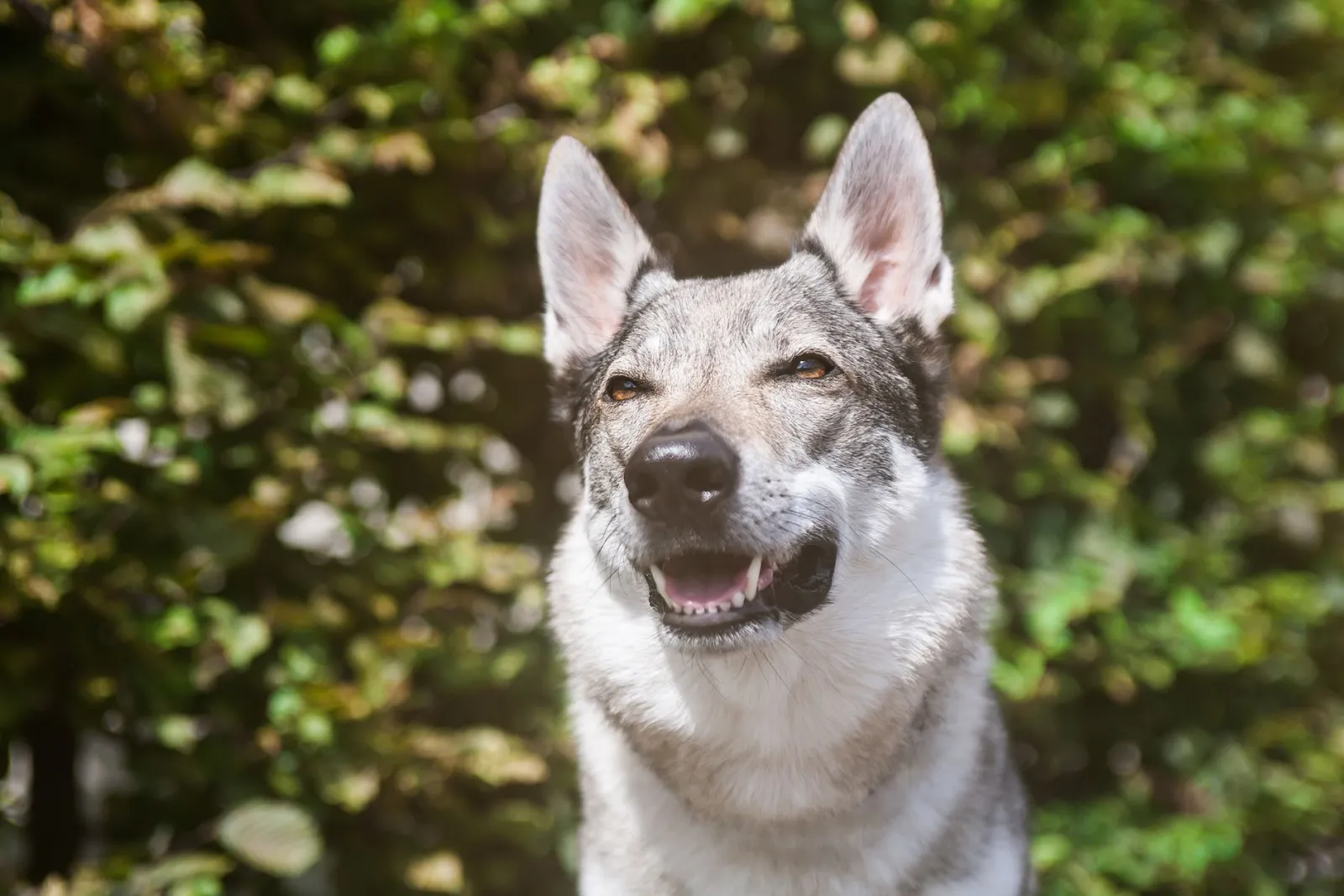 Est-ce que le chien-loup est dangereux ?