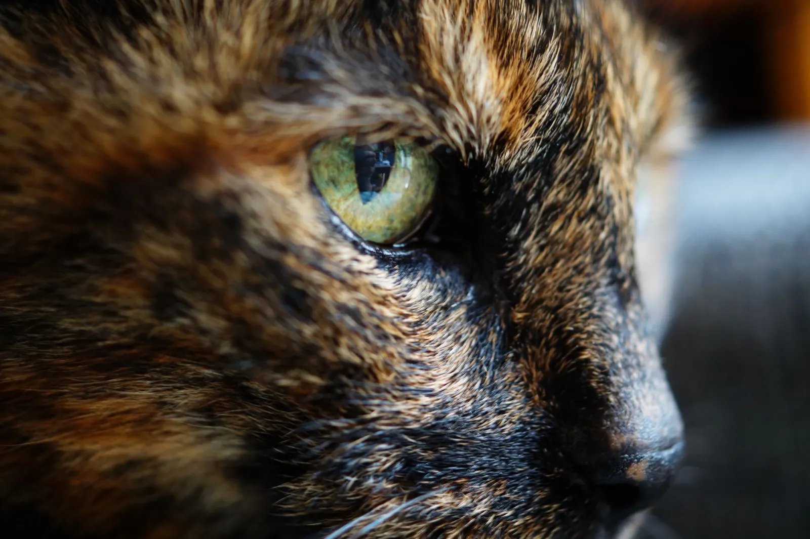portrait de chat écaille